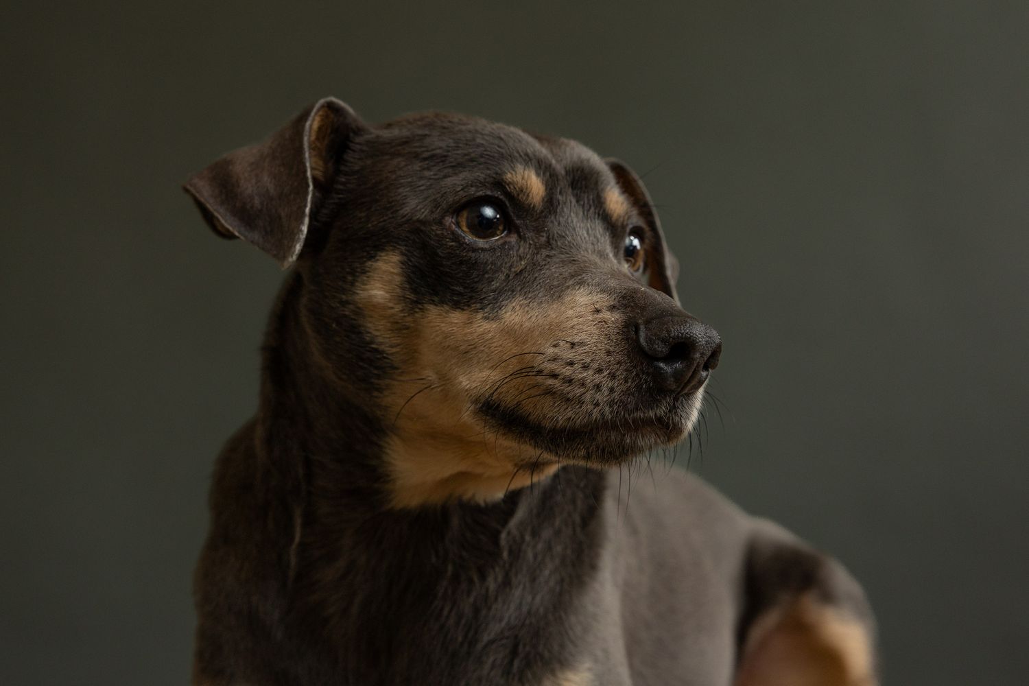 Close-up dog portrait by a pet photographer in Connecticut