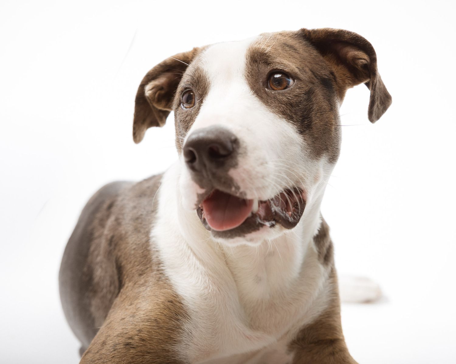Brown and white dog smiling in a studio portrait session, Woodbridge CT