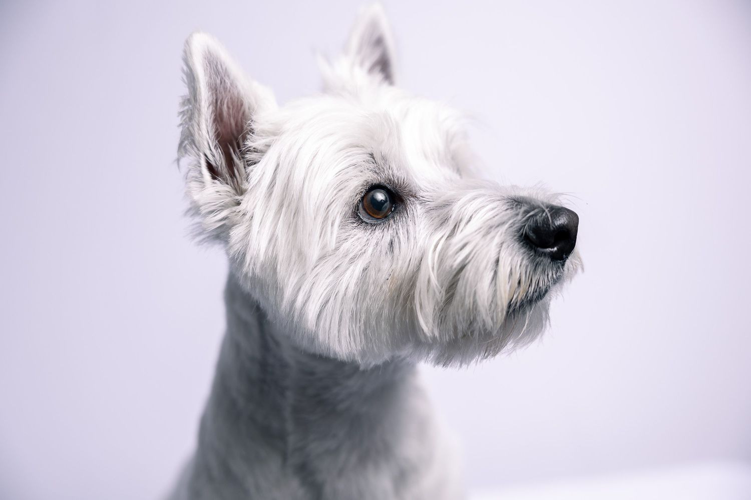 Dog portrait studio photography Connecticut, West Highland Terrier white background Woodbridge CT