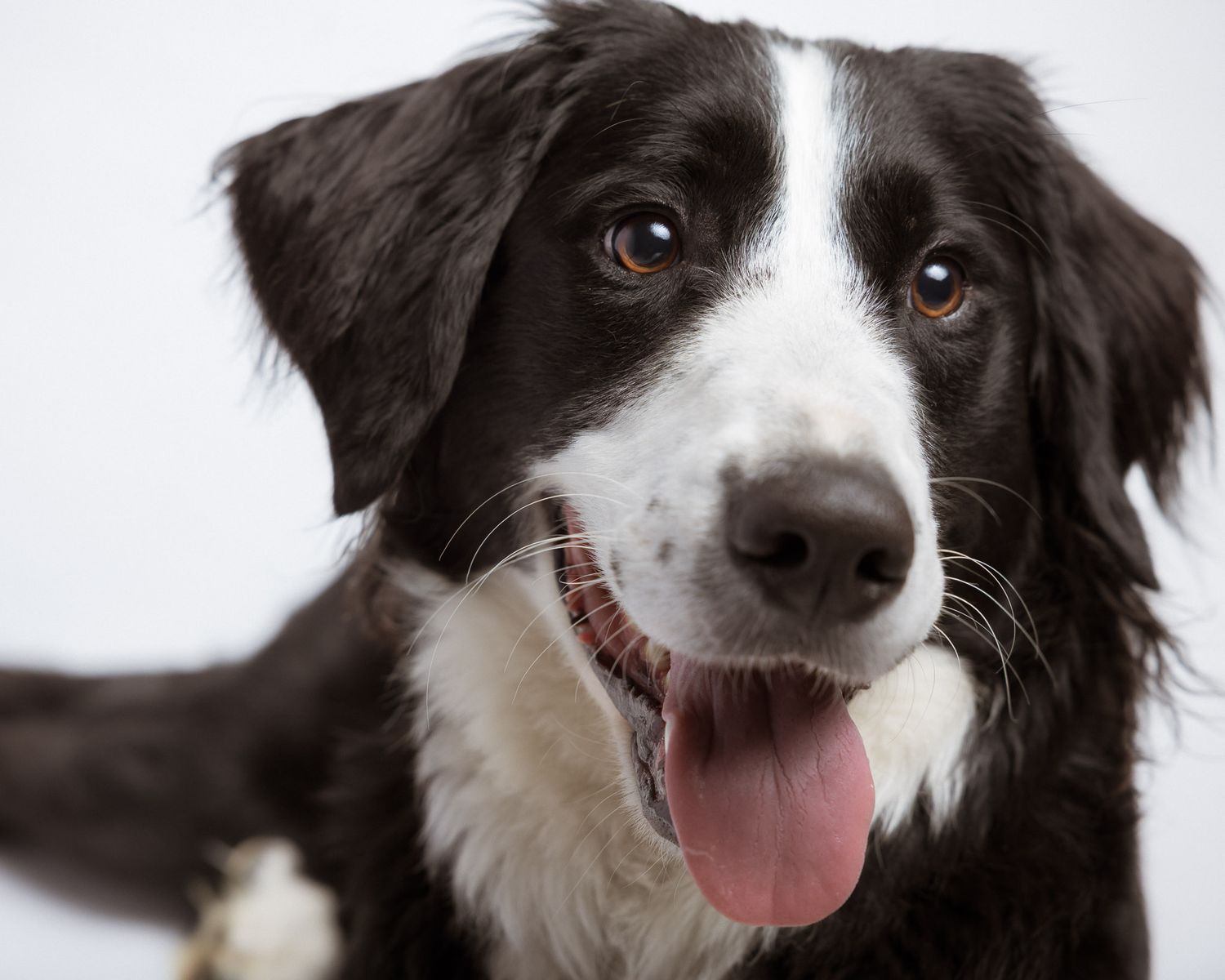 Border Collie mix smiling in studio portrait, Connecticut pet photography
