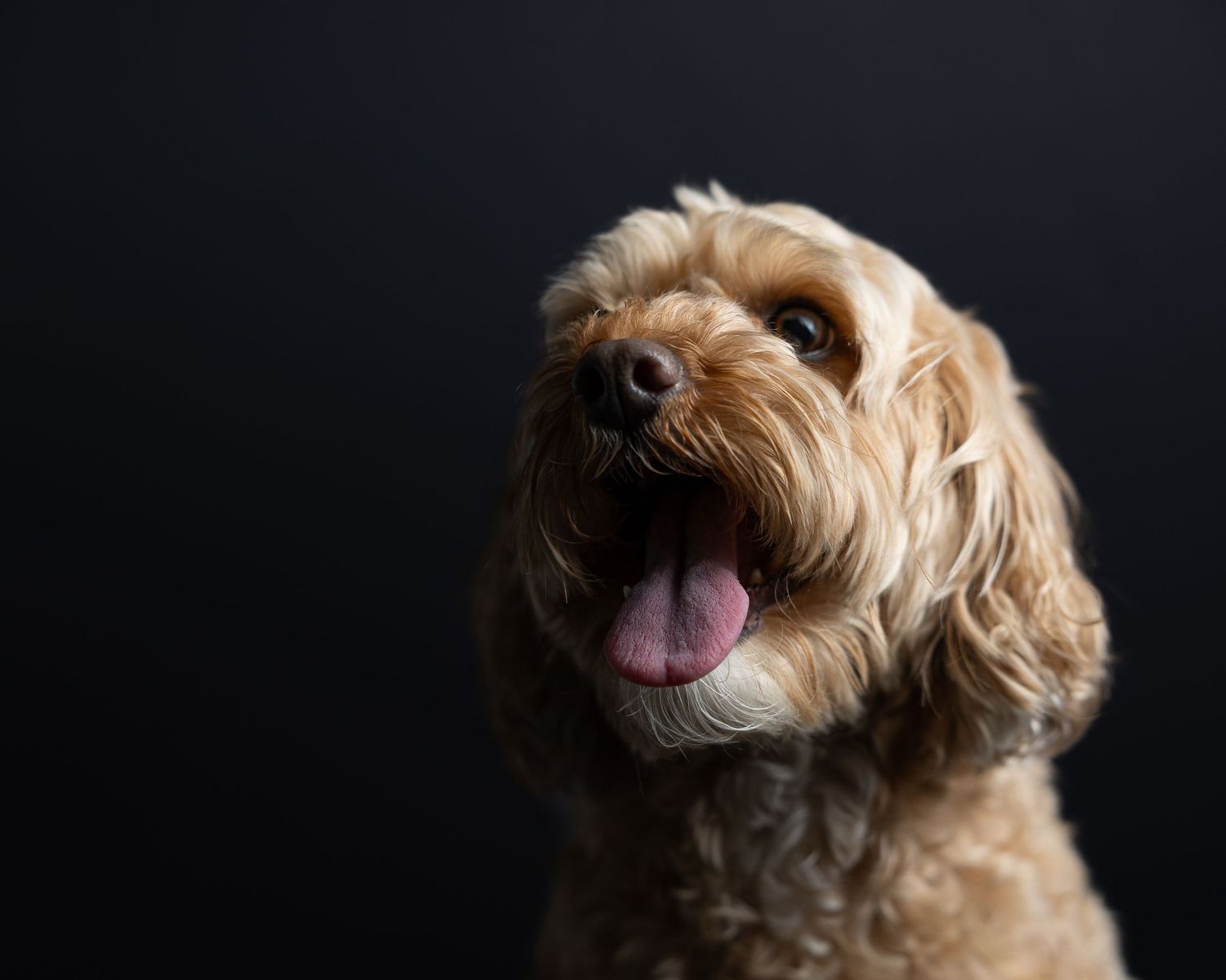 Apricot cockapoo with tongue out against a black studio background, by a Woodbridge CT dog photographer