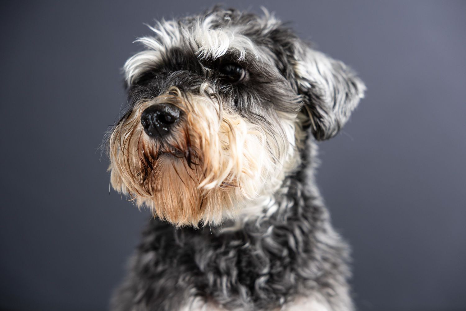 Salt-and-pepper schnauzer with a soft beard against a gray studio background, by a Woodbridge CT dog photographer