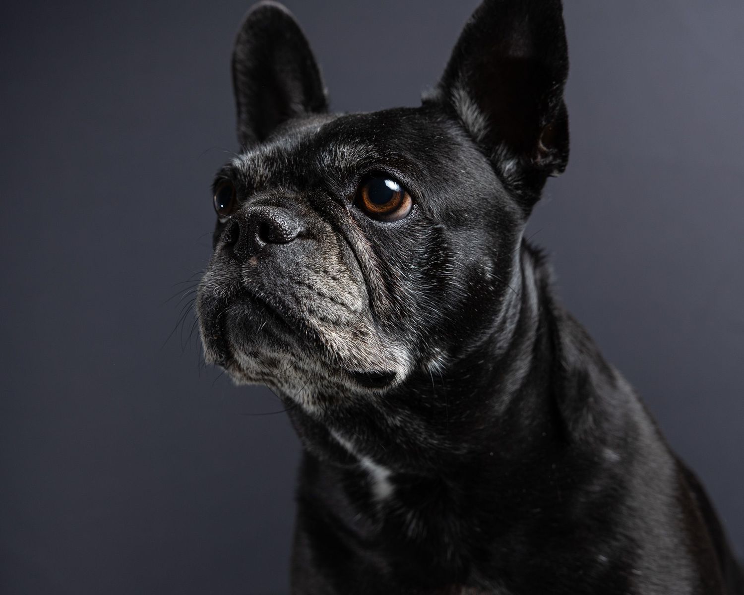 lack French Bulldog with a glossy coat against a dark studio backdrop, pet photography Woodbridge CT