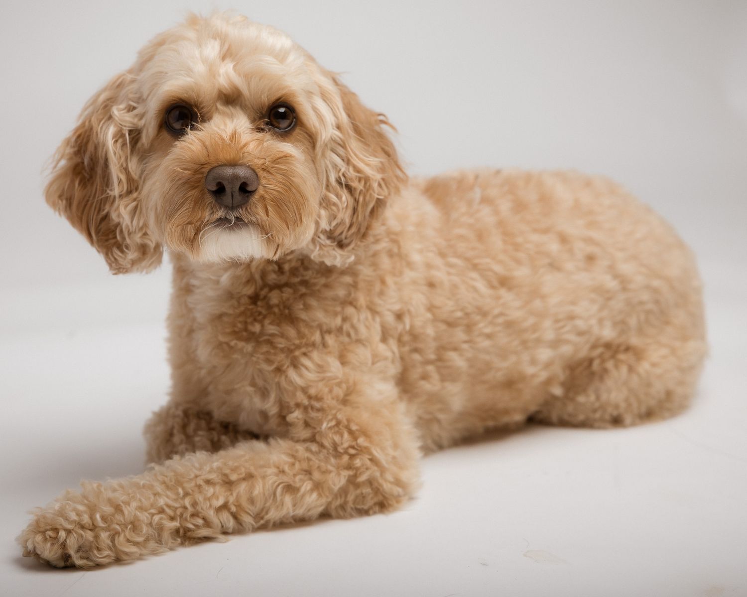 Curly-haired tan dog lying down in a studio portrait, Woodbridge CT