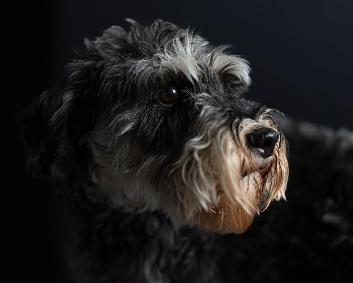 Gray and white doodle in profile against a black background, by a Woodbridge Connecticut dog photographer