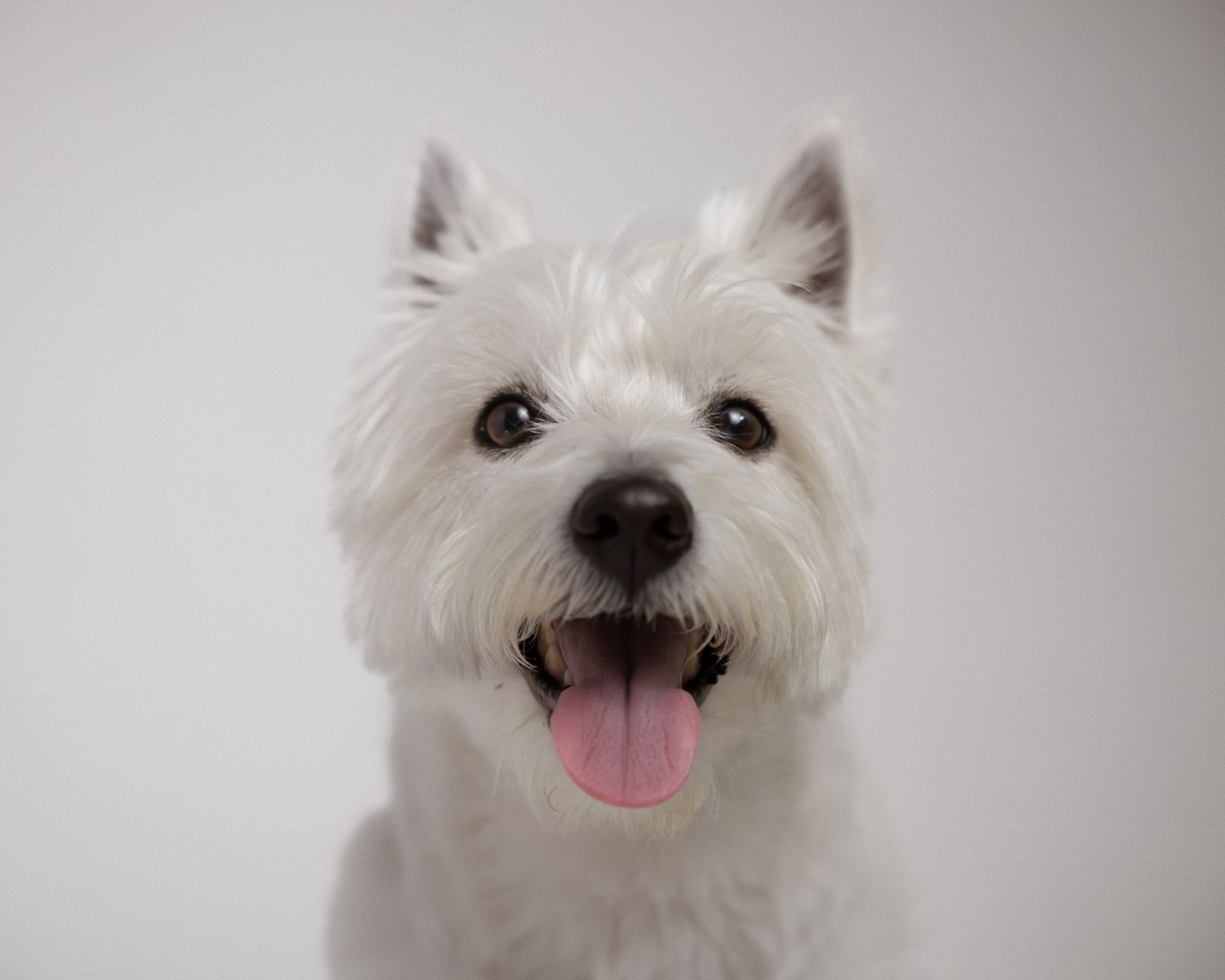 White terrier smiling with tongue out in a studio portrait, Woodbridge CT