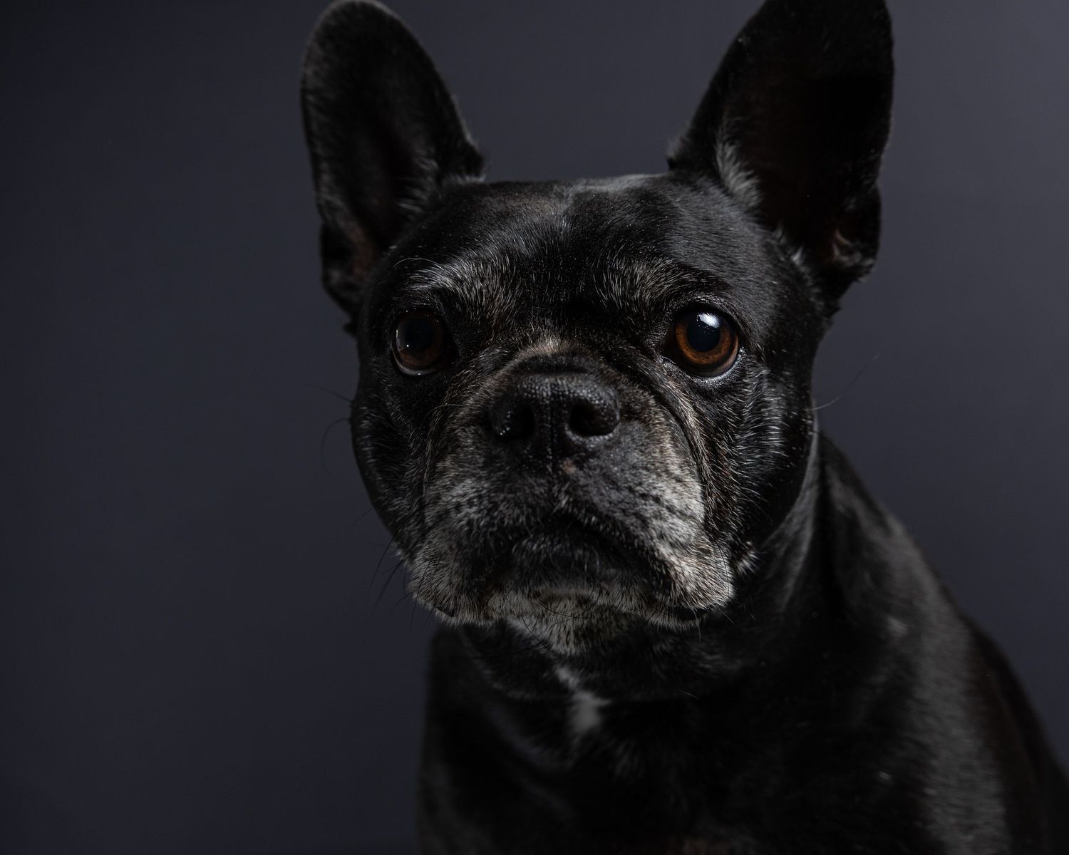 Black French bulldog portrait on a dark background