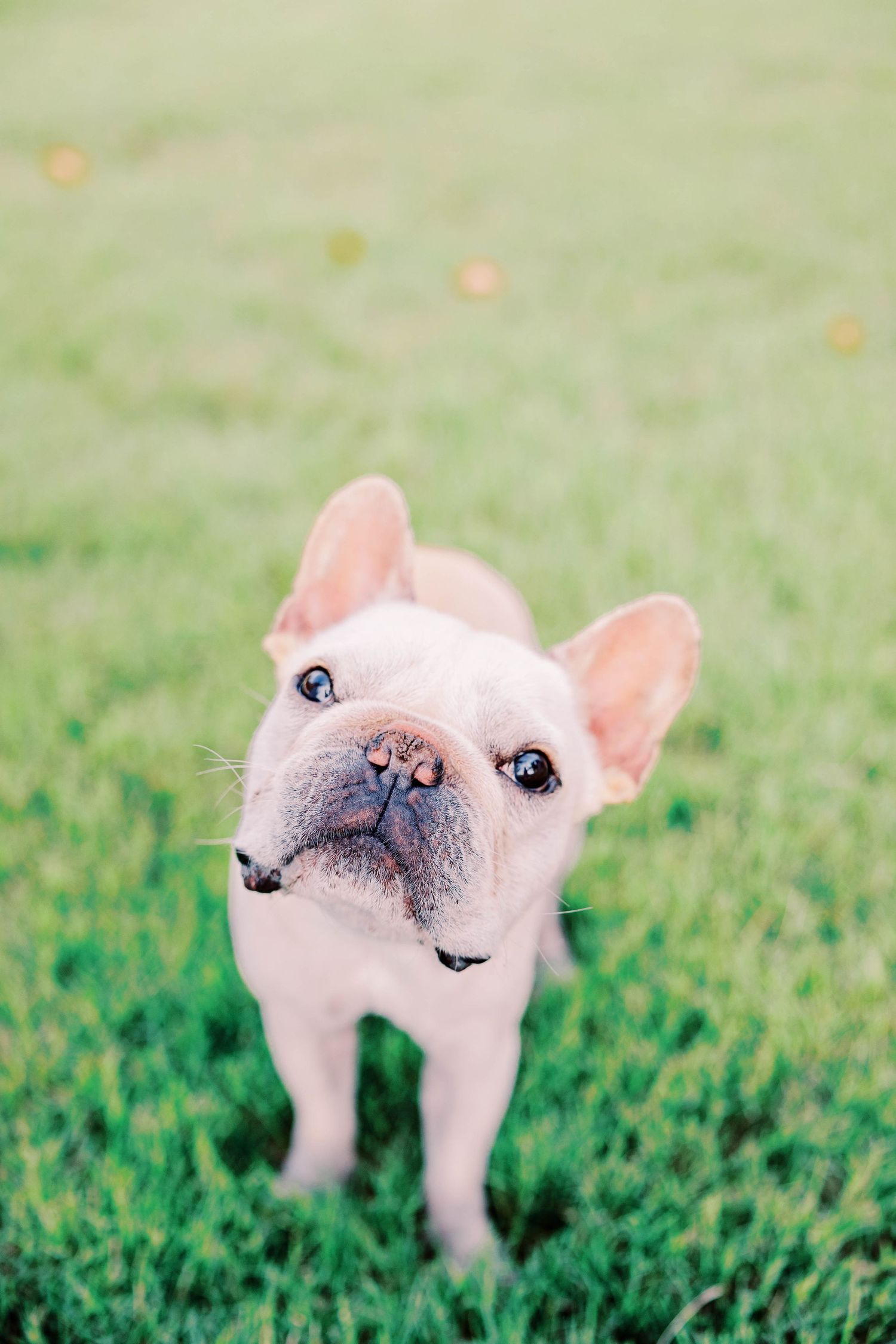 Small white lamb toy sitting in green grass photographed from different angles.
