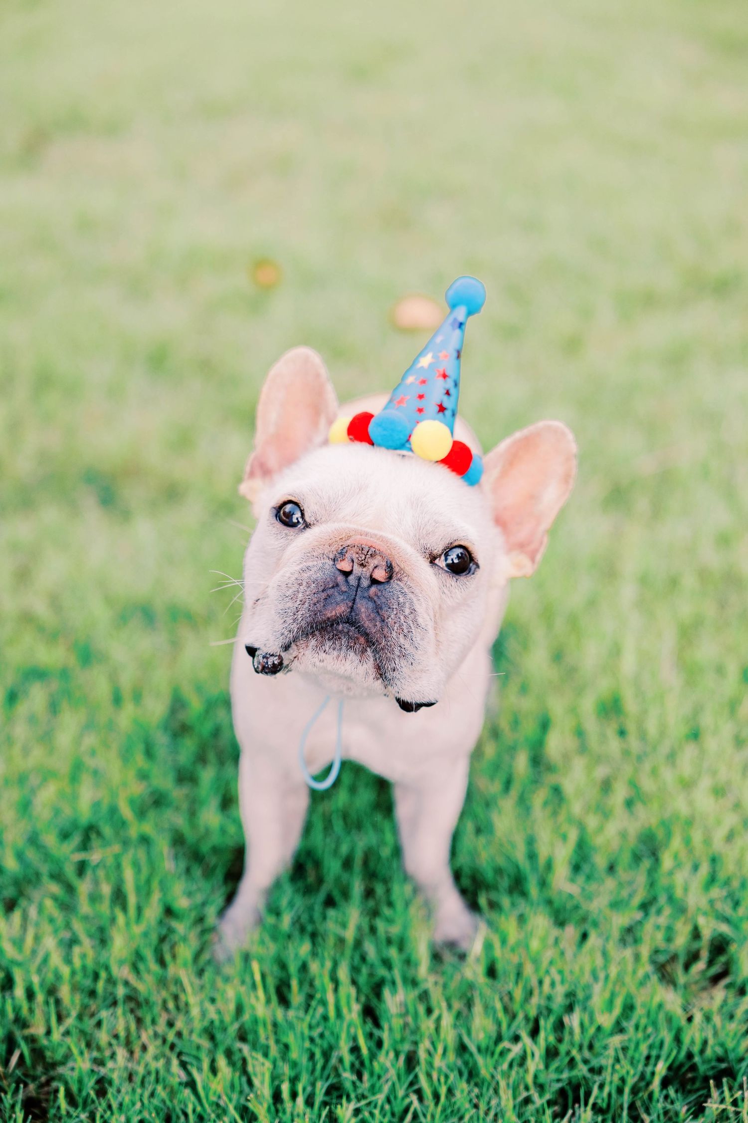 A French Bulldog wearing a festive party hat plays on green grass.