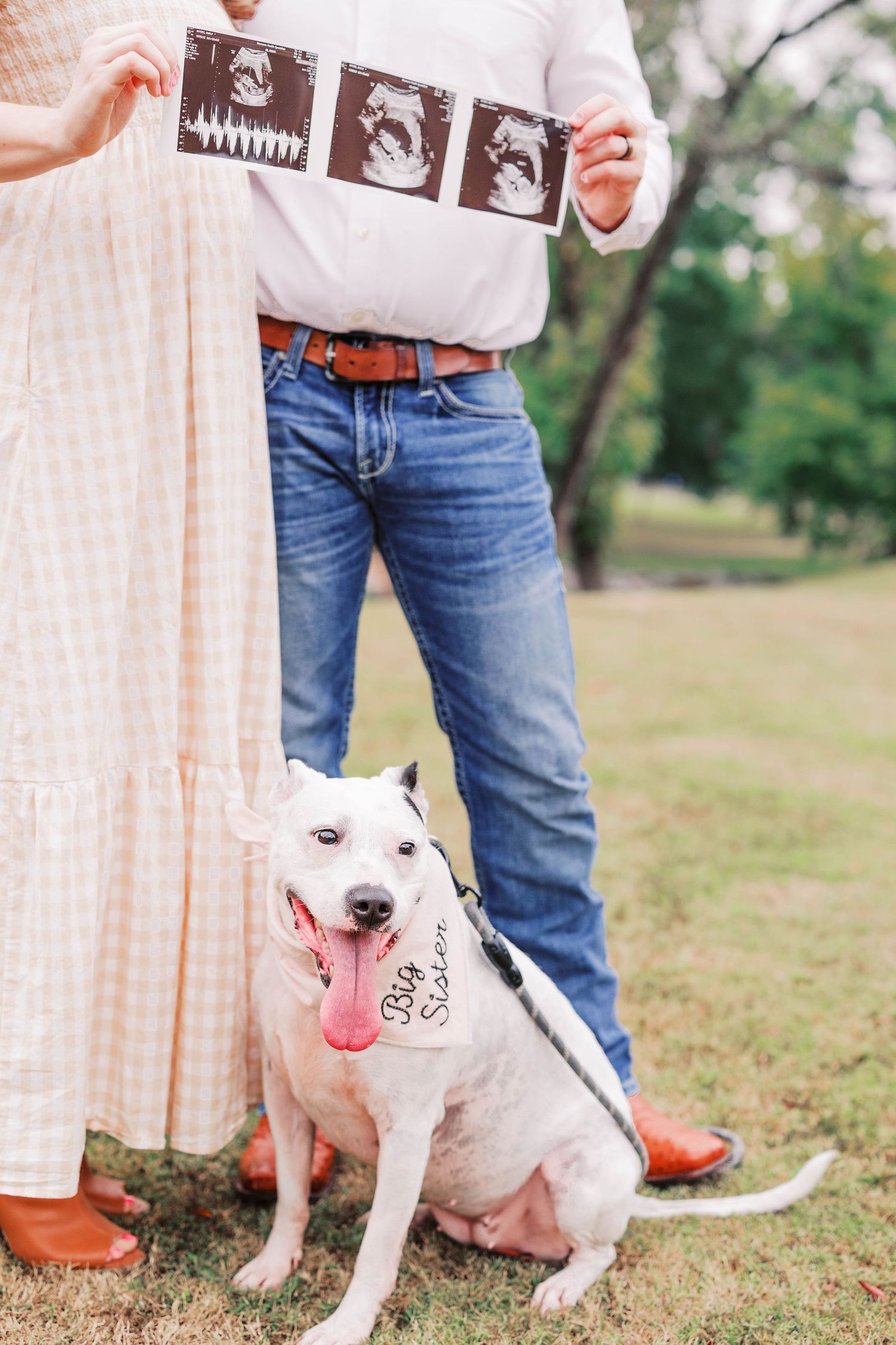 A happy white dog sits on grass while someone holds ultrasound photos nearby.