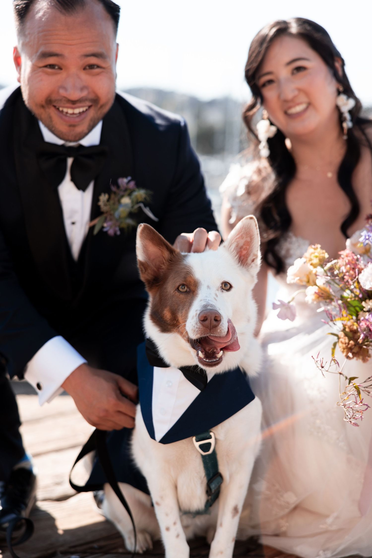 A happy couple in wedding attire poses with their brown and white dog for a series of joyful outdoor photos.