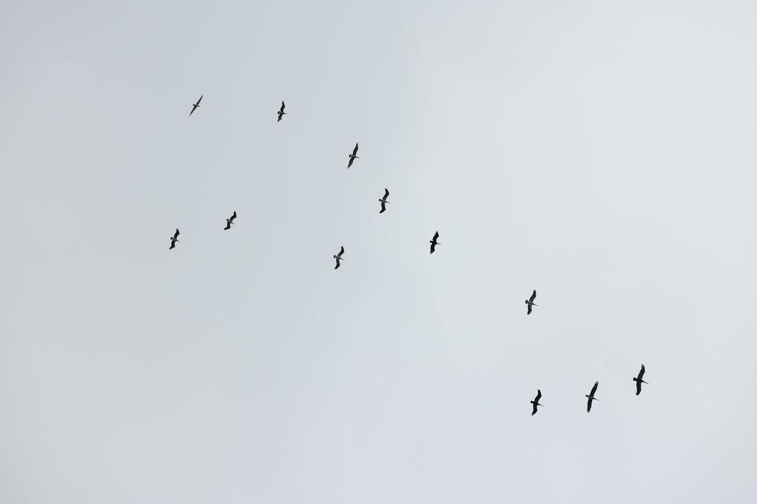 Silhouettes of birds flying in a V formation against a pale gray sky.