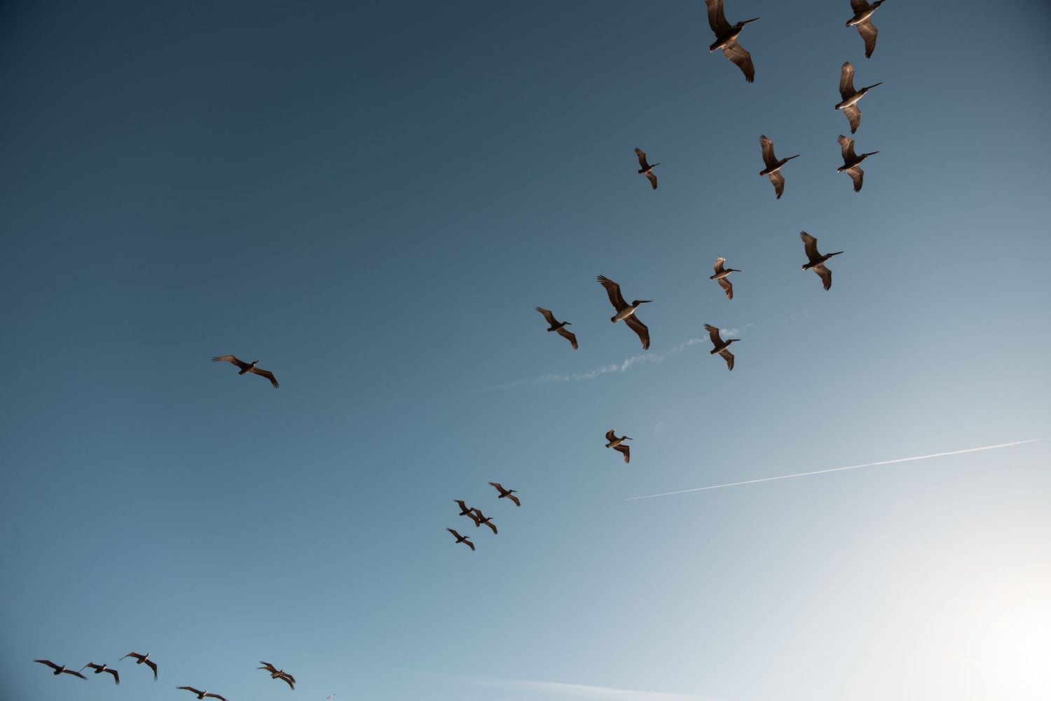 A flock of birds flying in formation against a clear blue sky with a faint contrail visible.