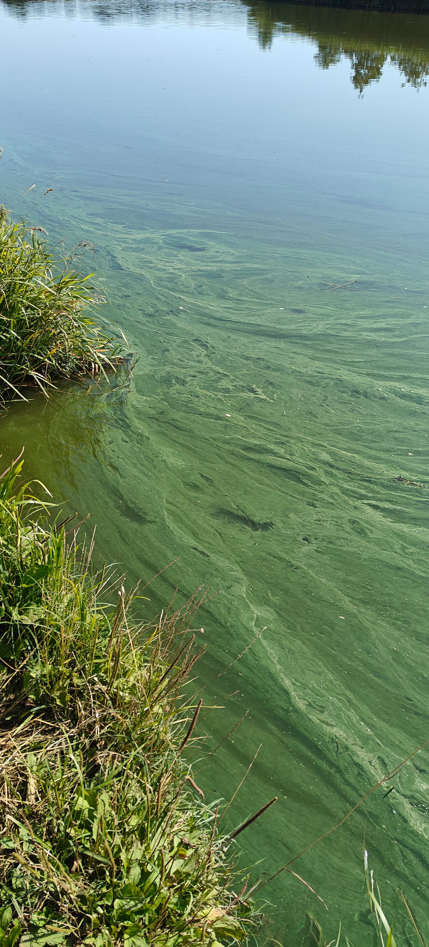water met blauwalg