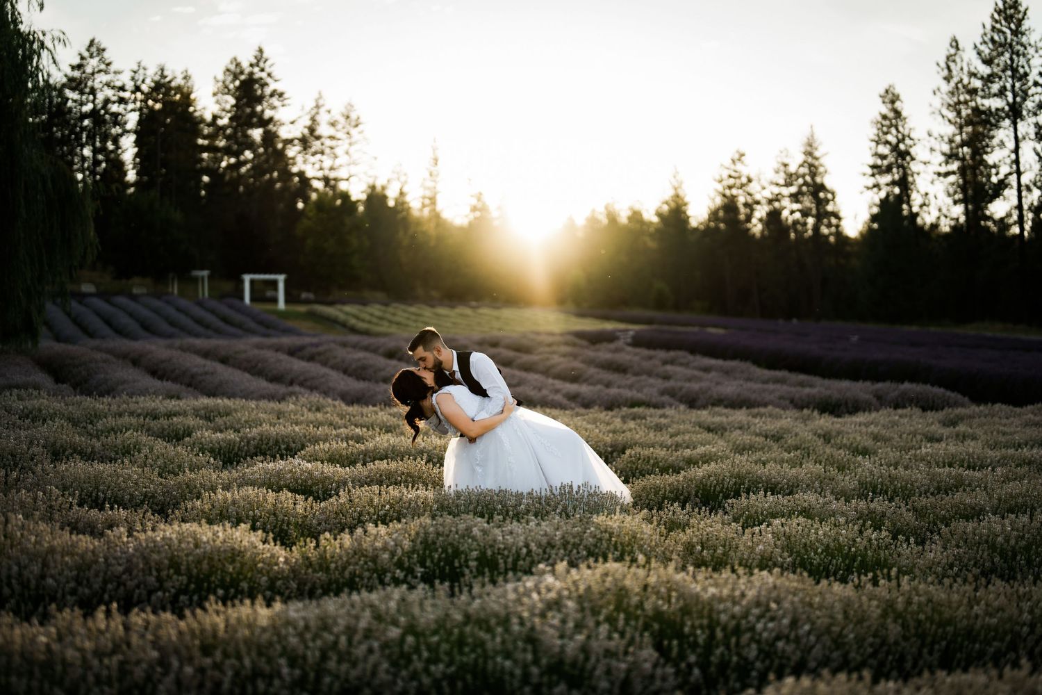 A dreamy sunset photo in a lavender field with mountain scenery.