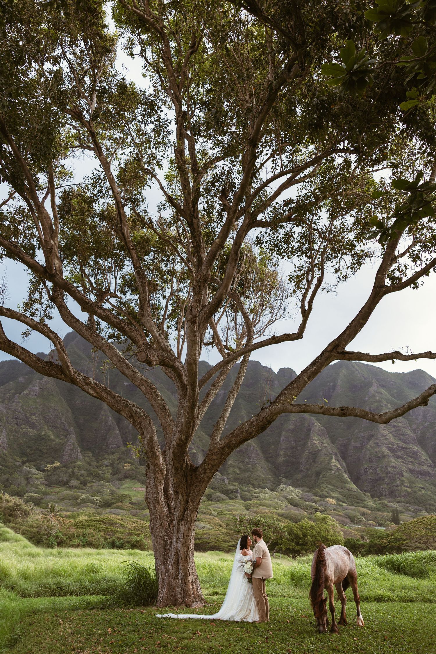 Bride and groom stand under a large tree with a horse and dramatic mountain backdrop in Hawaii.