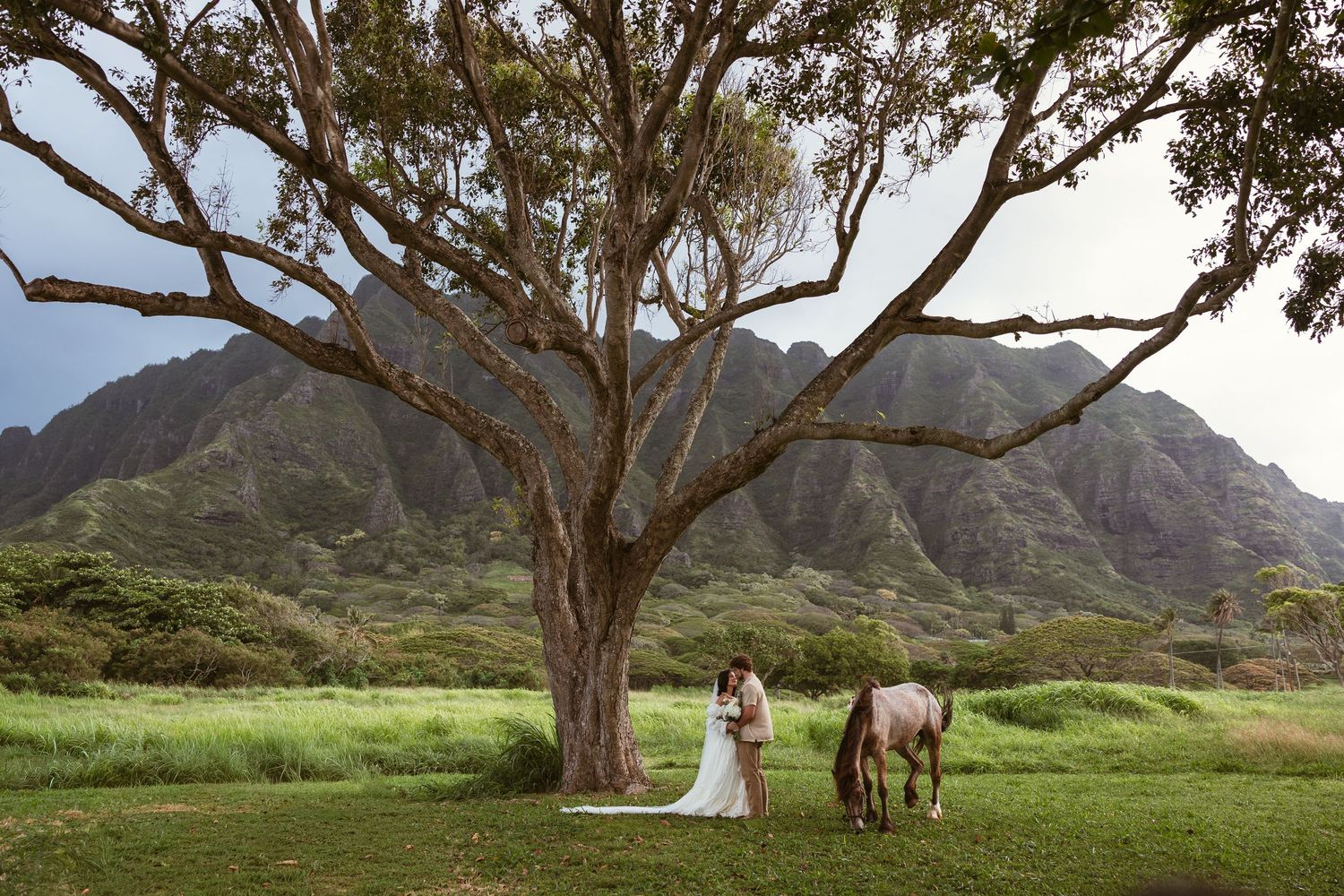 Wedding couple embracing under a large tree with a horse grazing, set against dramatic Hawaiian mountains.