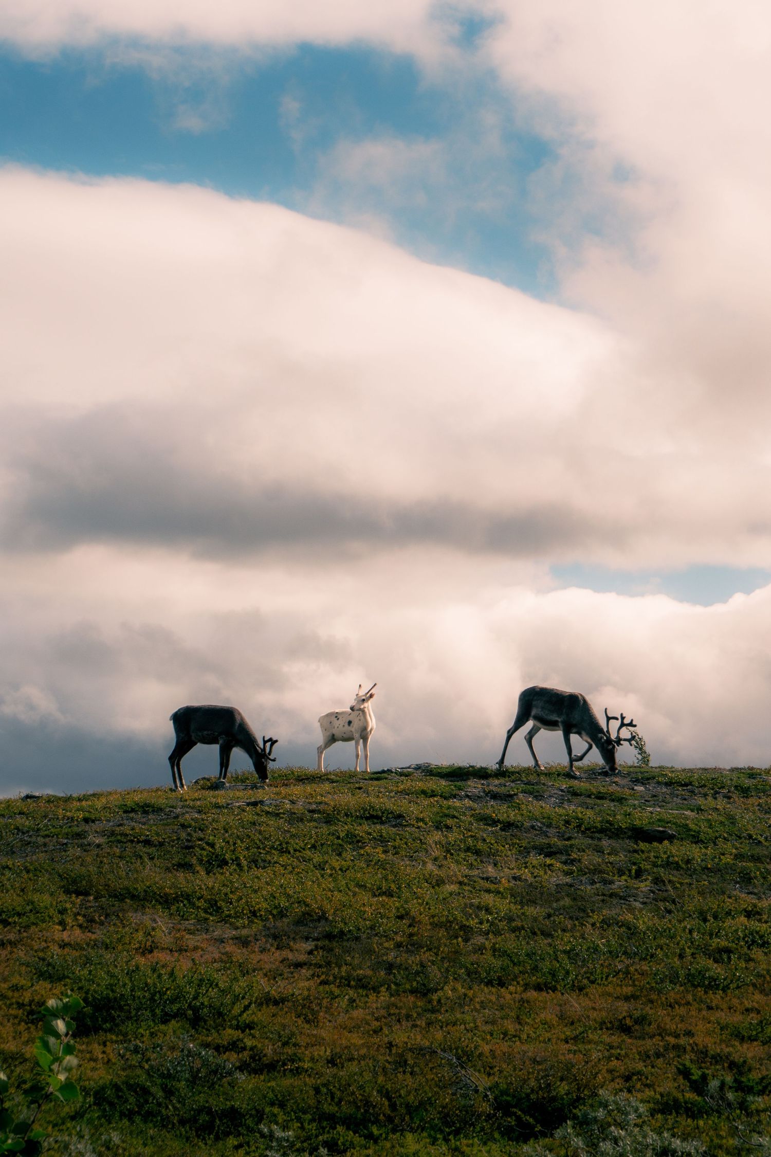Three reindeer including a white one silhouetted against a dramatic cloudy sky on a hilltop.