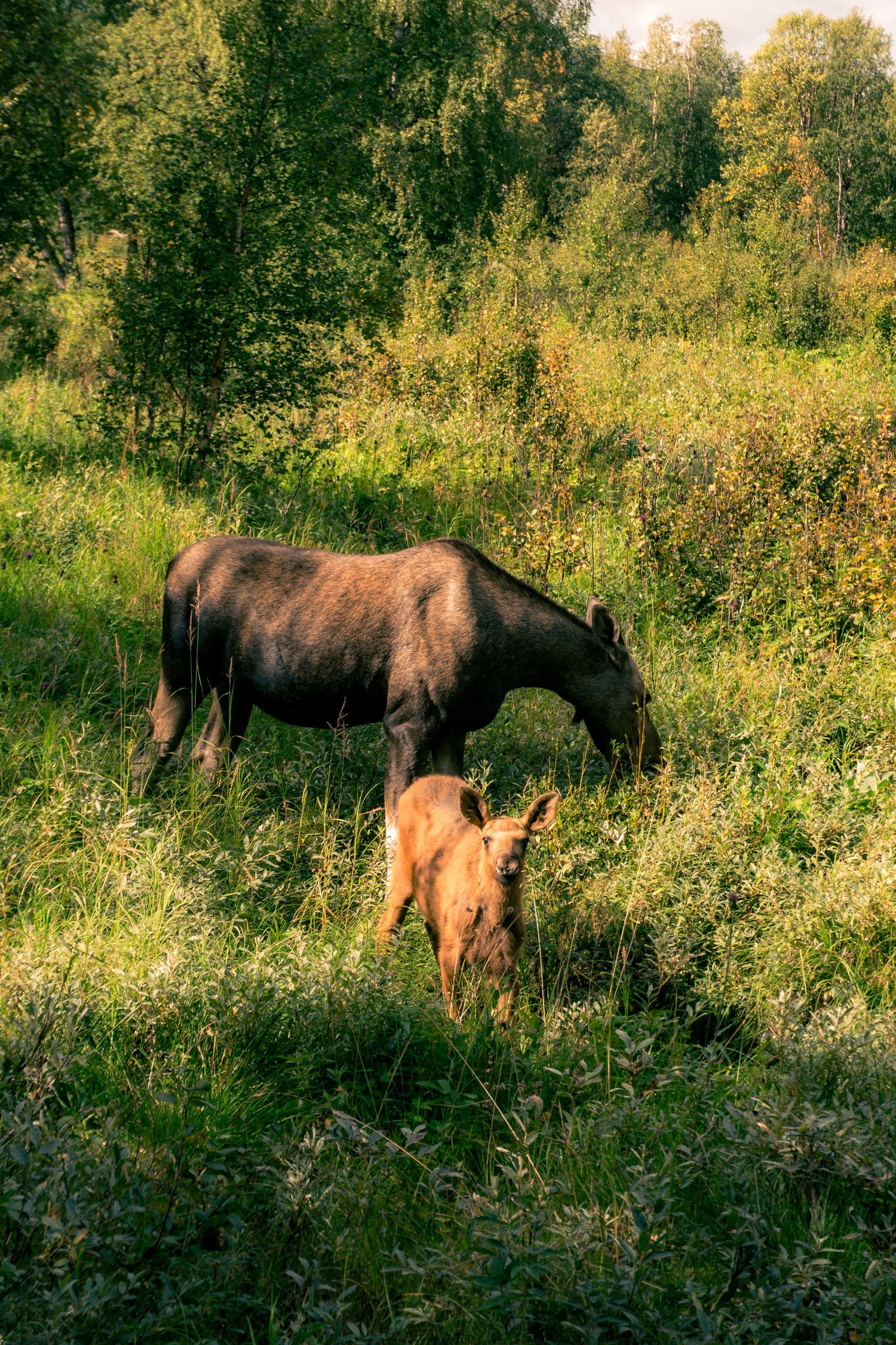 A cow moose and her calf graze in a lush green meadow surrounded by dense forest.