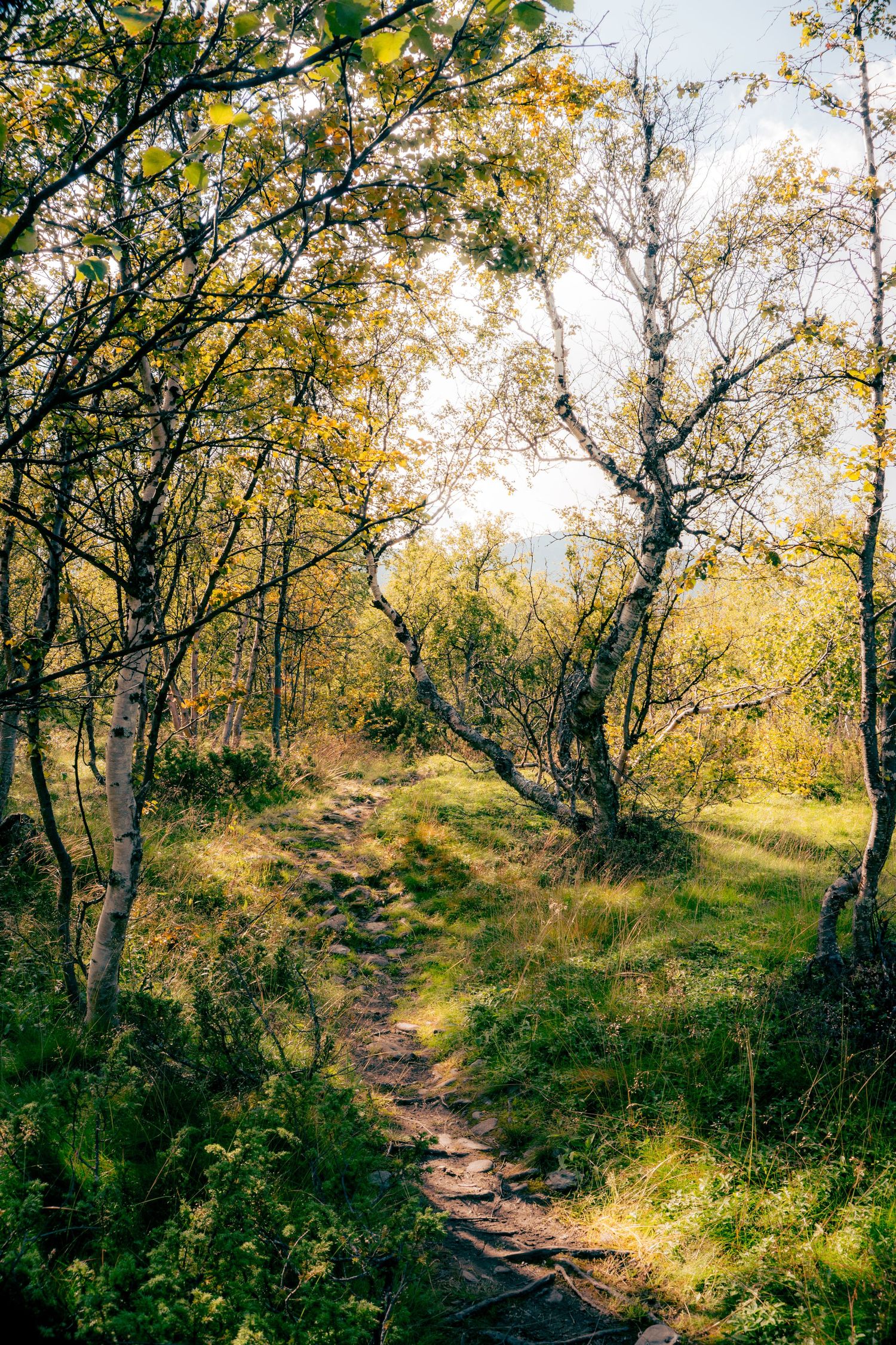 Narrow dirt trail winding through autumn birch trees with golden foliage in sunlight.