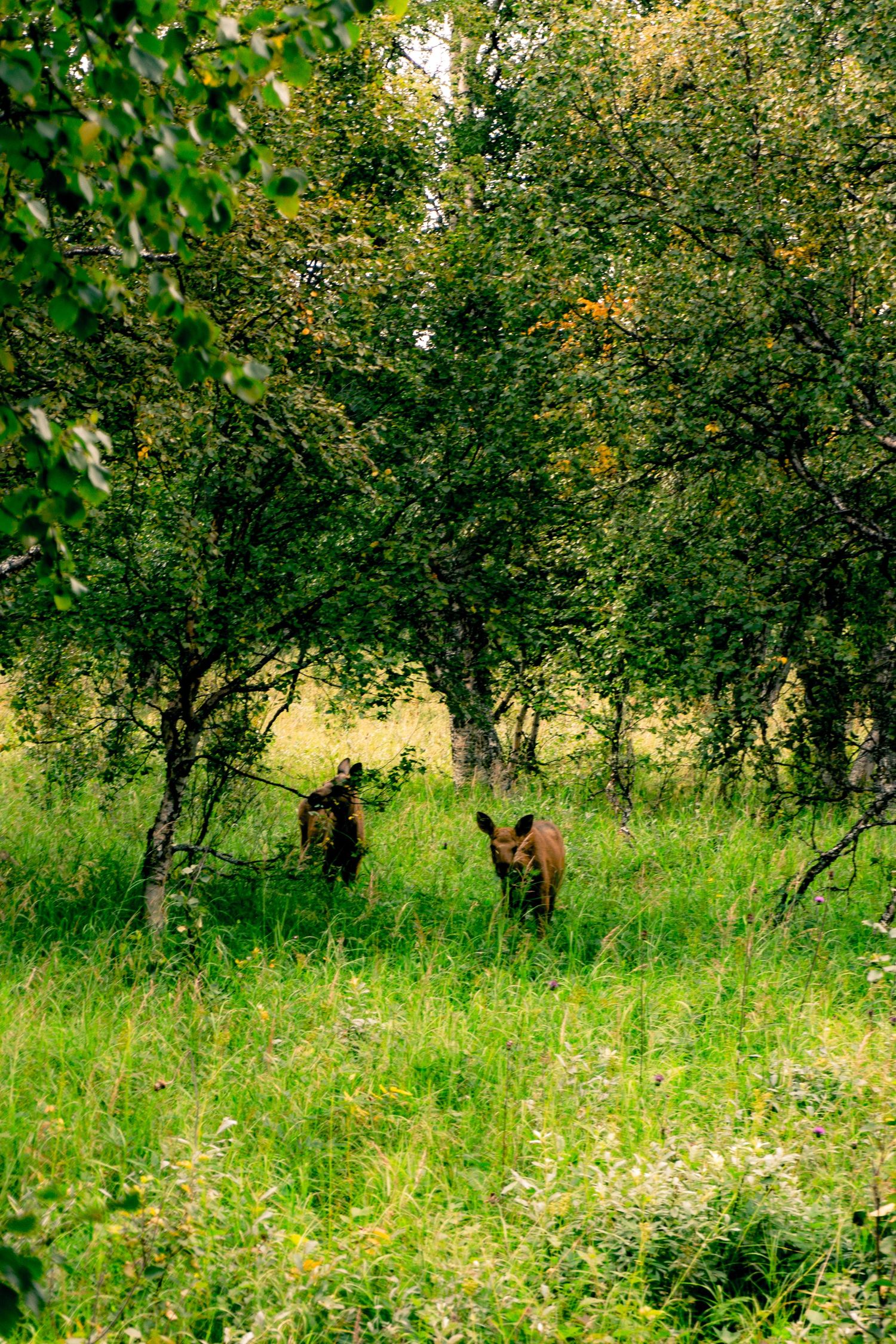 Two moose calves standing in tall green grass beneath leafy trees in a forest clearing.