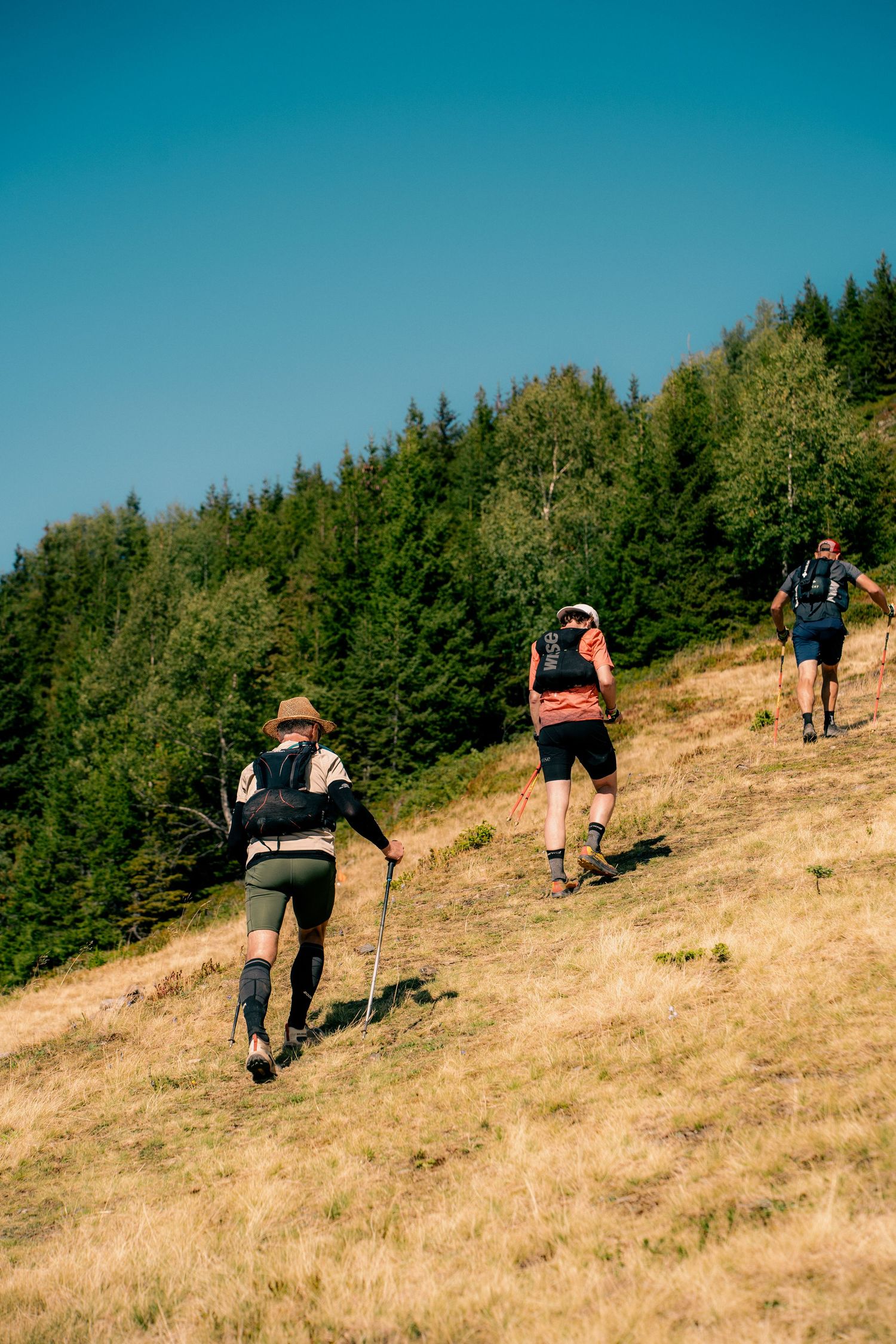 Three hikers climbing steep grassy hillside with trekking poles toward pine forest under blue sky.