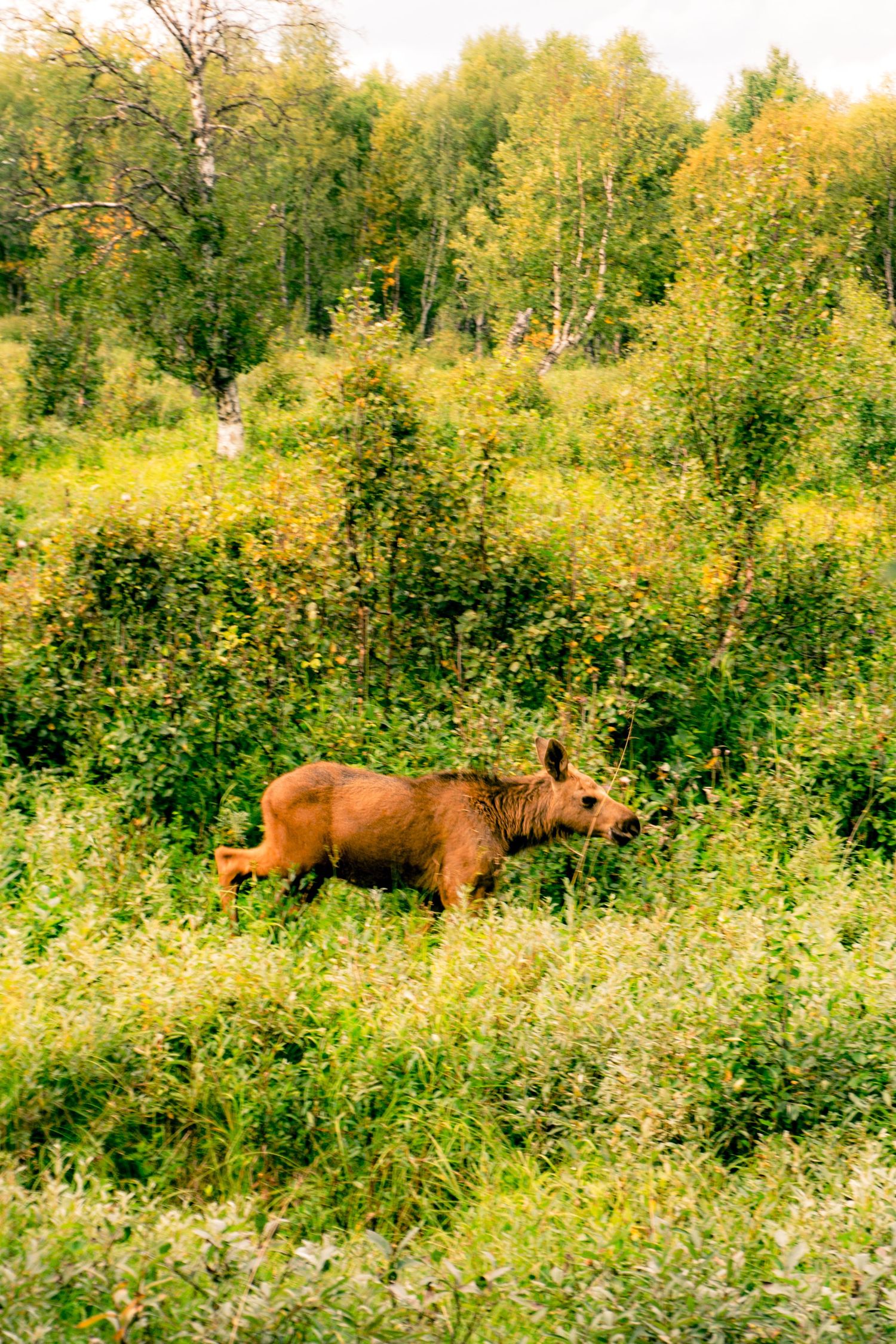 A young brown moose calf walks through dense green shrubs in a forest clearing.