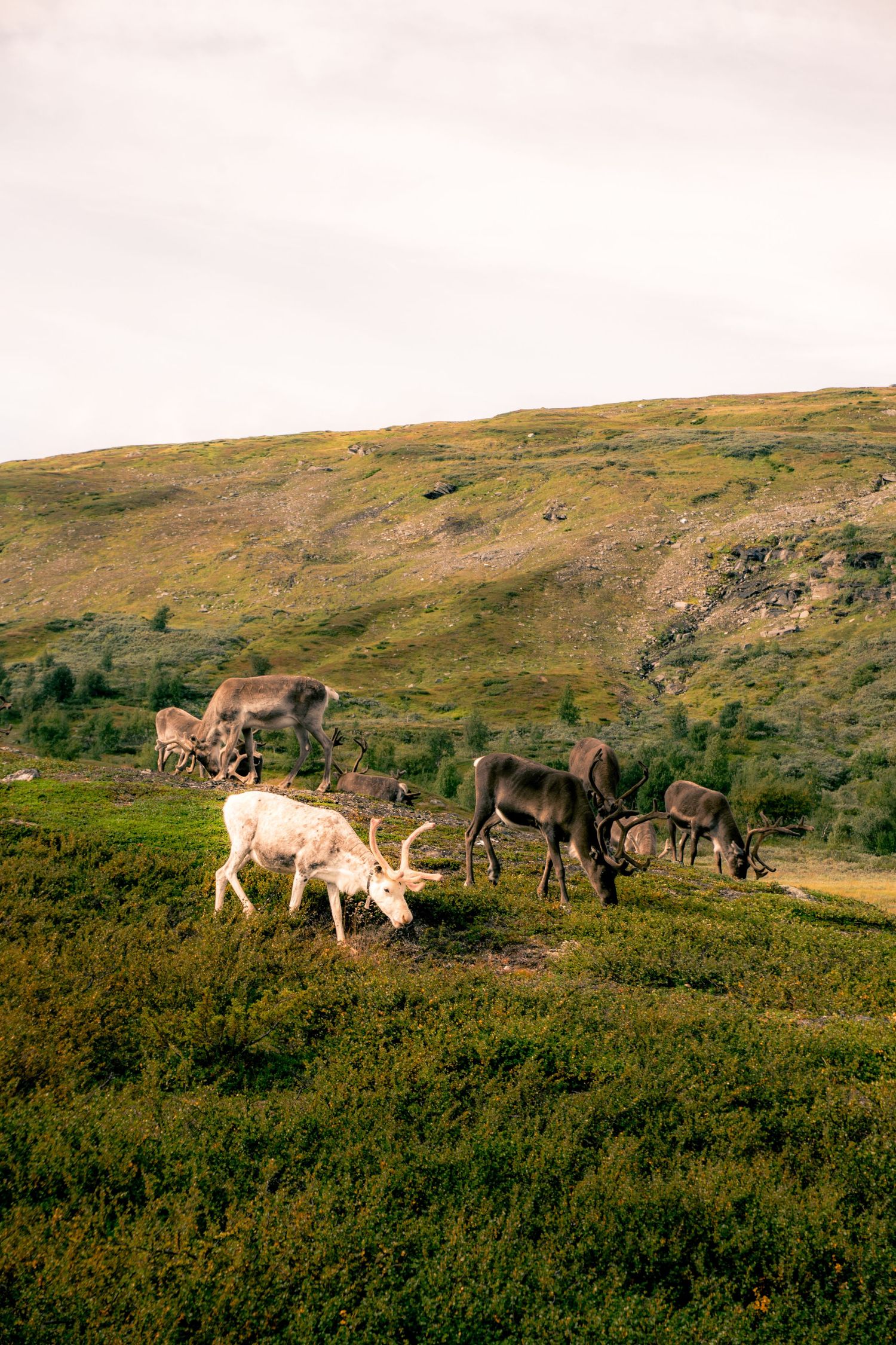 A herd of reindeer including a rare white one grazing on a green hillside.