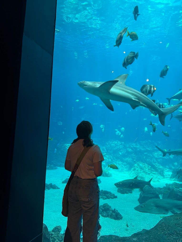 Woman standing before large aquarium tank watching sharks and fish swim by.