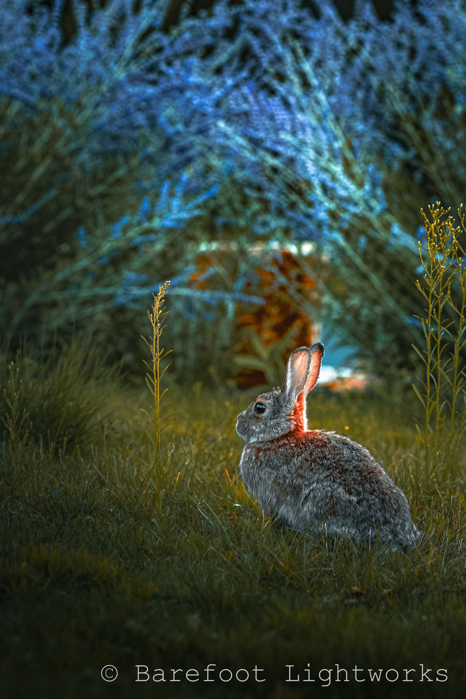 a photo of a rabbit in a field with blue flowers behind it, it's ears lit up so you can see through them