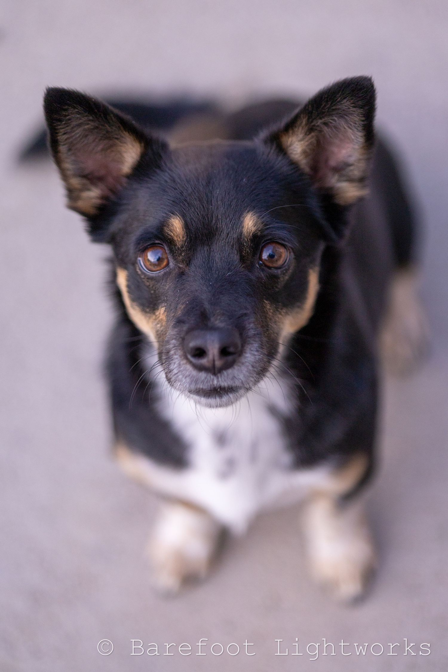 a photo of a dog on the side walk