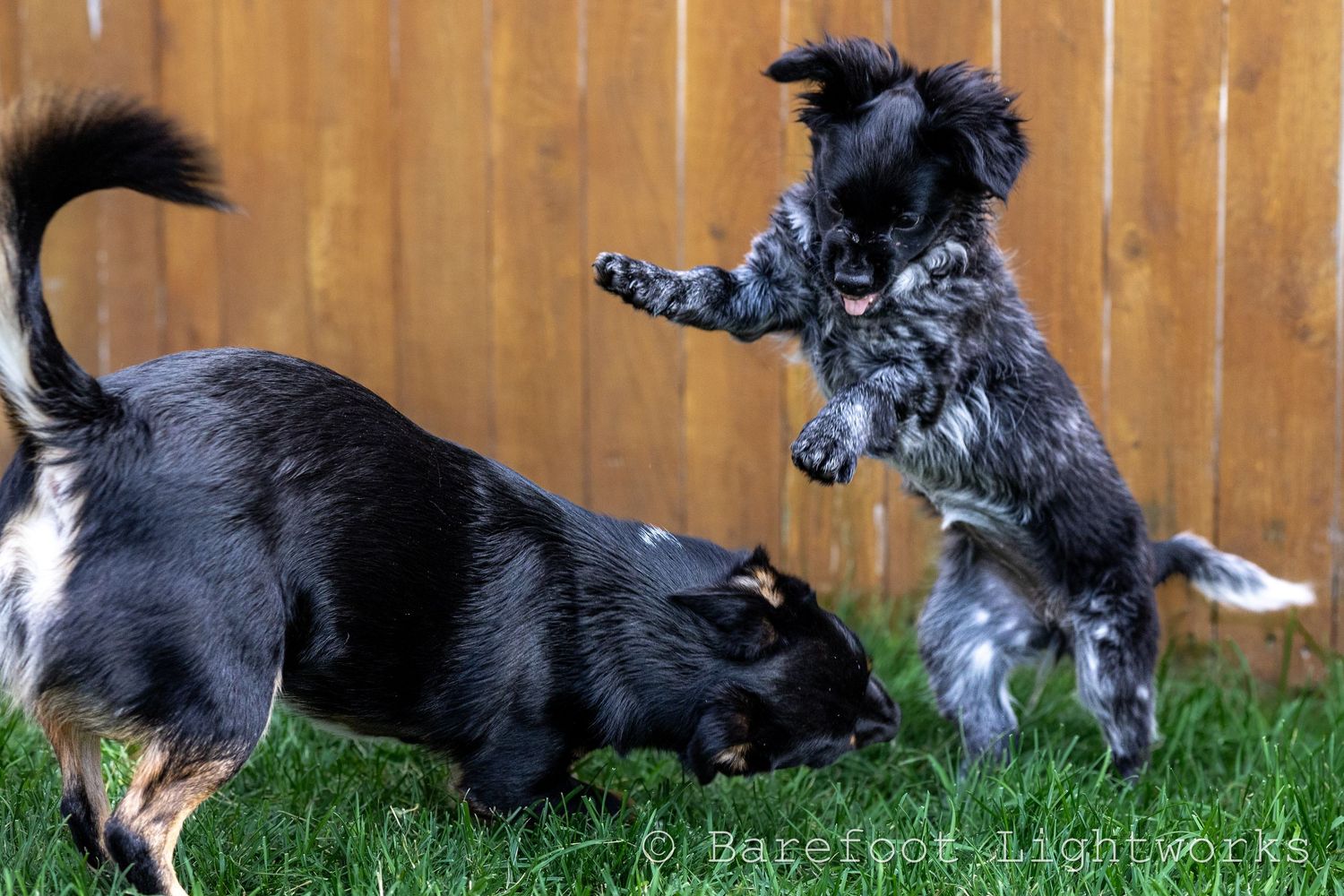 A photo of two dogs playing together in the yard with a fence in the background.