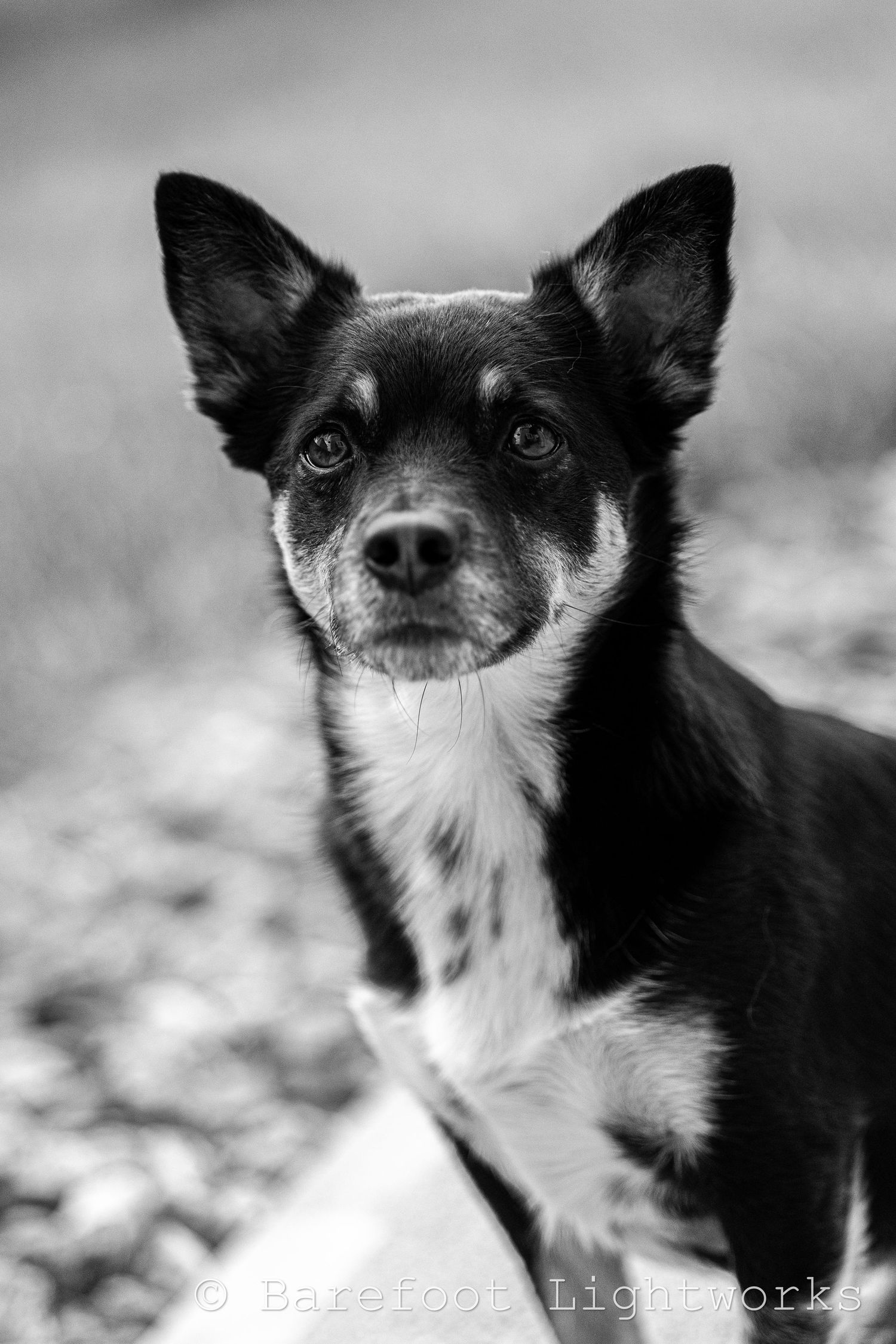 A black and white photo of a dog on a sidewalk
