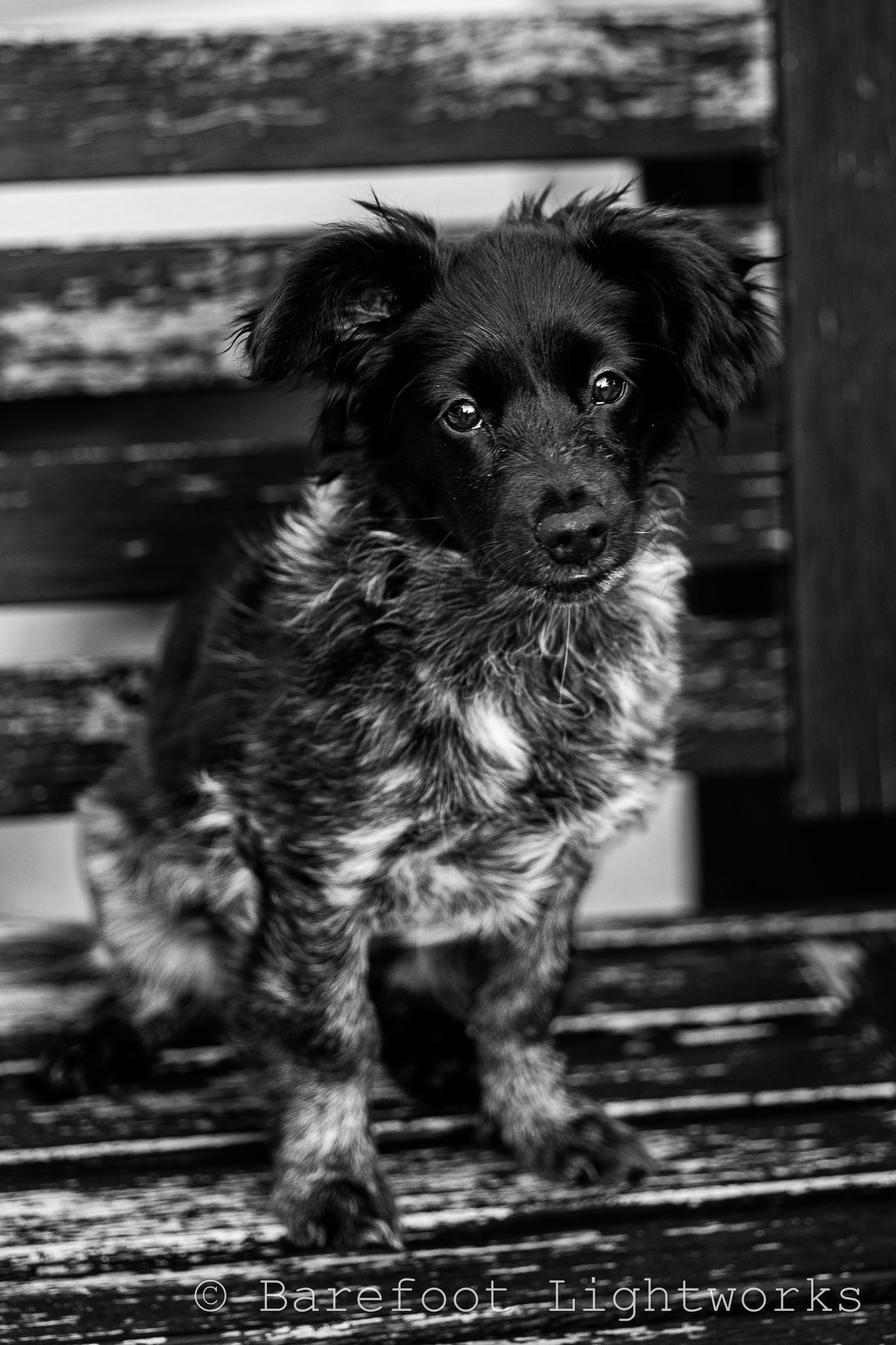A black and White Photo of a puppy sitting on a chair. the dog's fur is speckled pepper like and eyes are lit up.