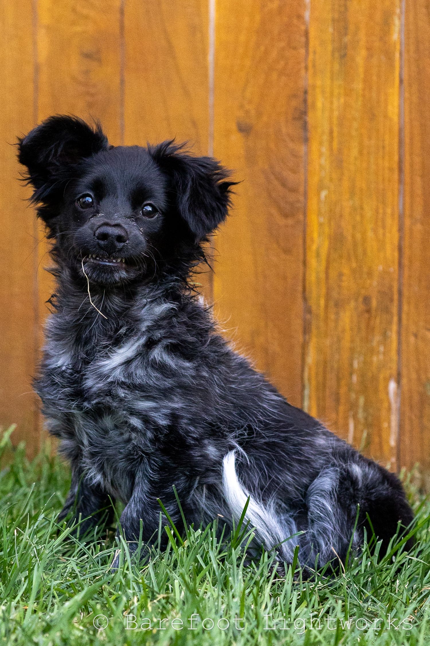 A photo of a black and white dog with grass hanging from his mouth as he looks at the camera, lip stuck on his teeth, silly dog.