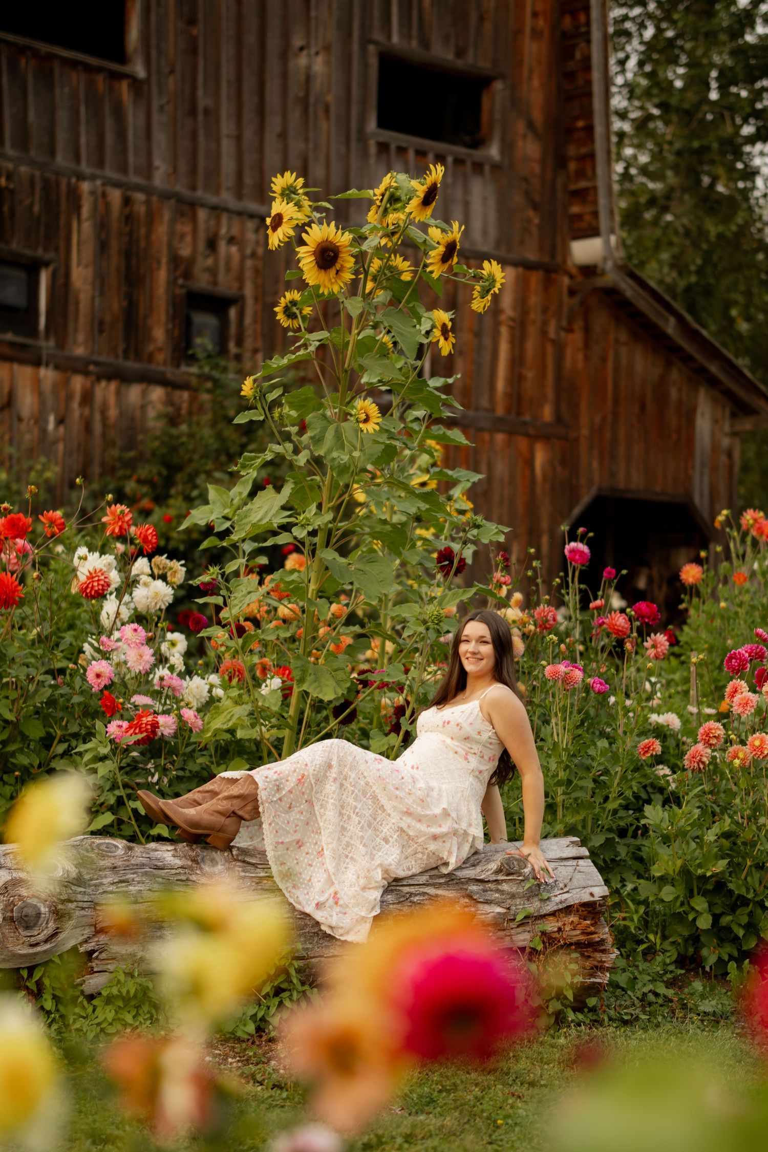 Young woman in white lace dress and cowboy boots sitting among colorful dahlias and sunflowers by rustic barn.