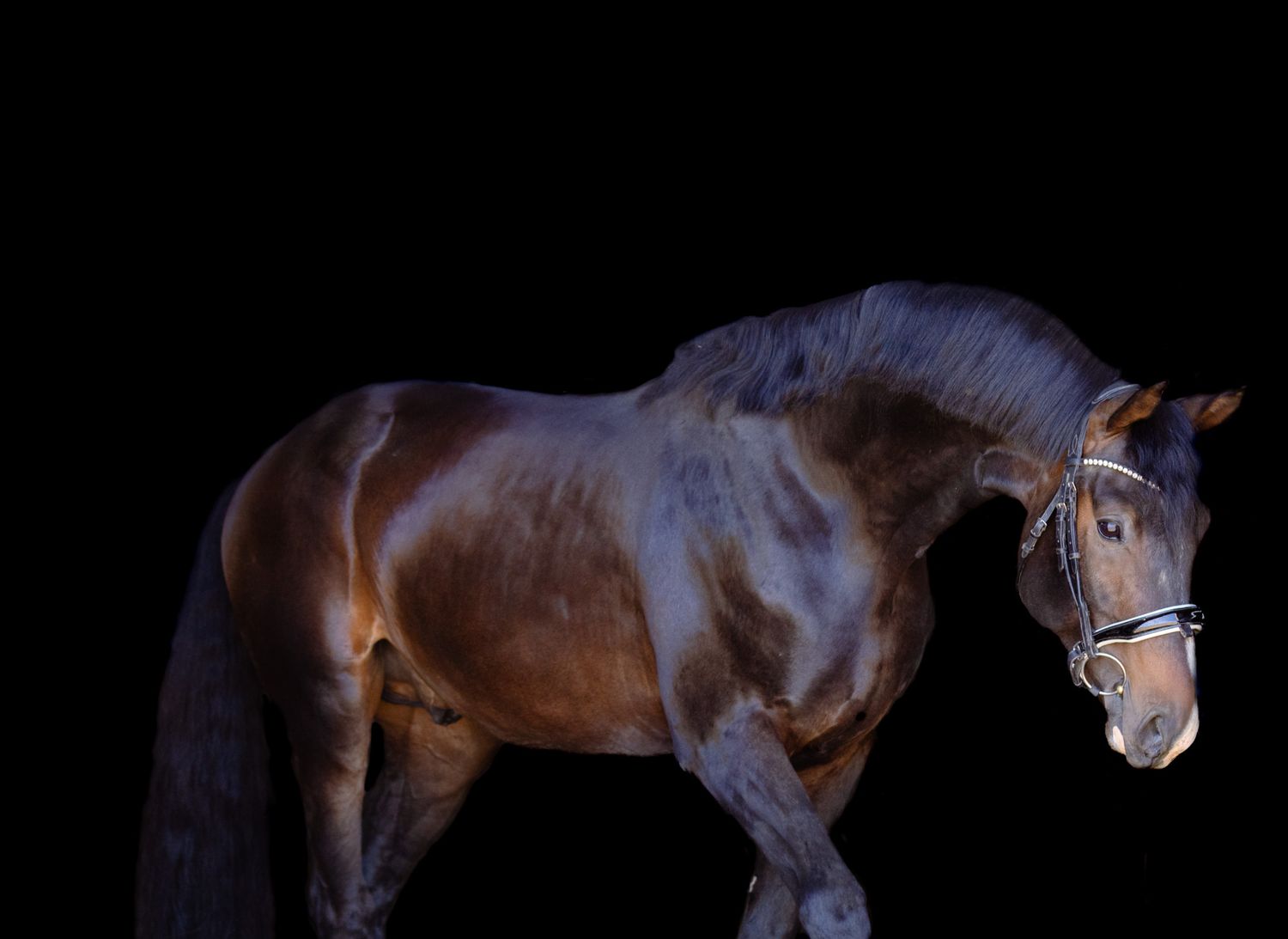 A beautiful stallion leans in for this black backdrop horse portrait session.