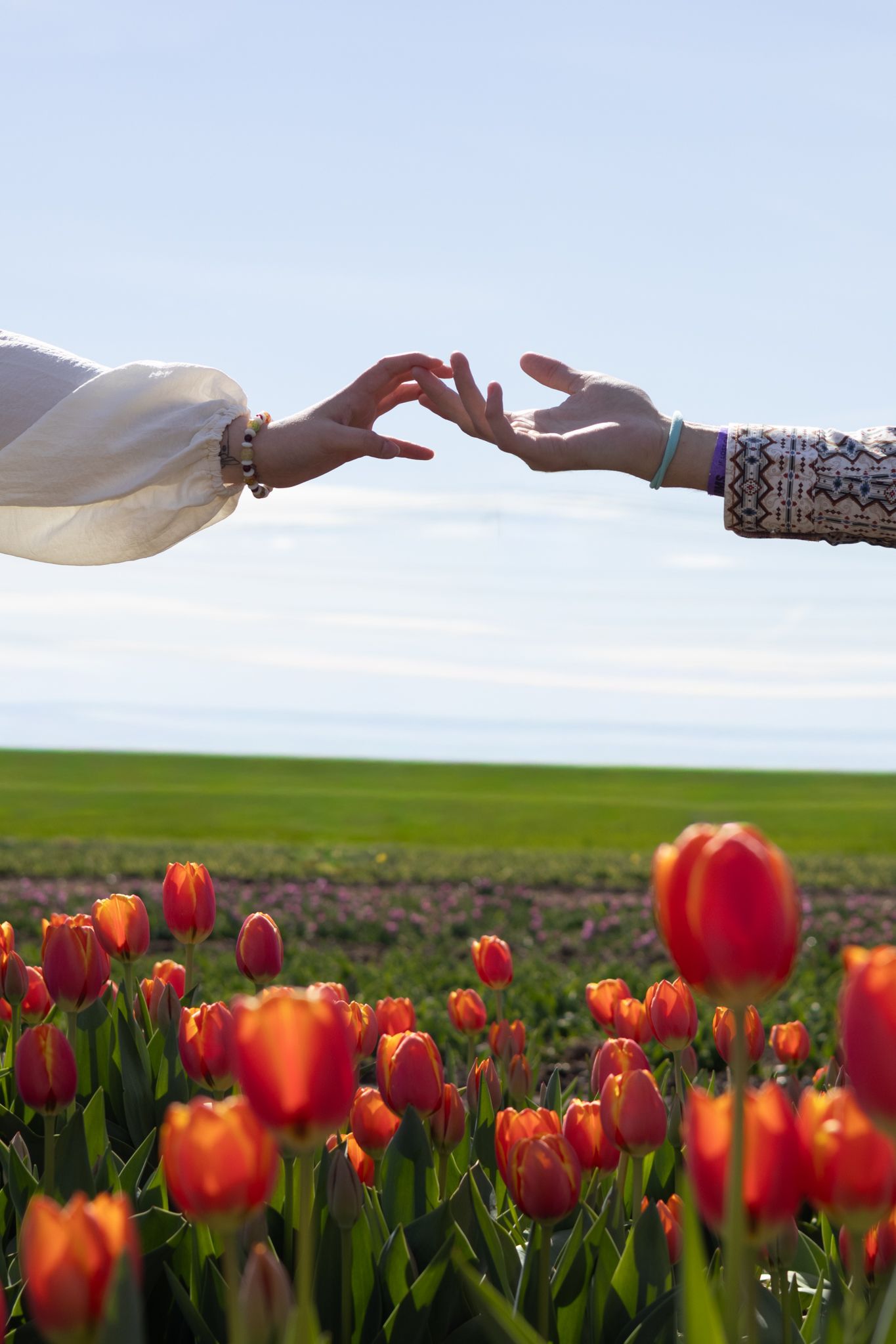 Two hands reach barely touching across a tulip field.