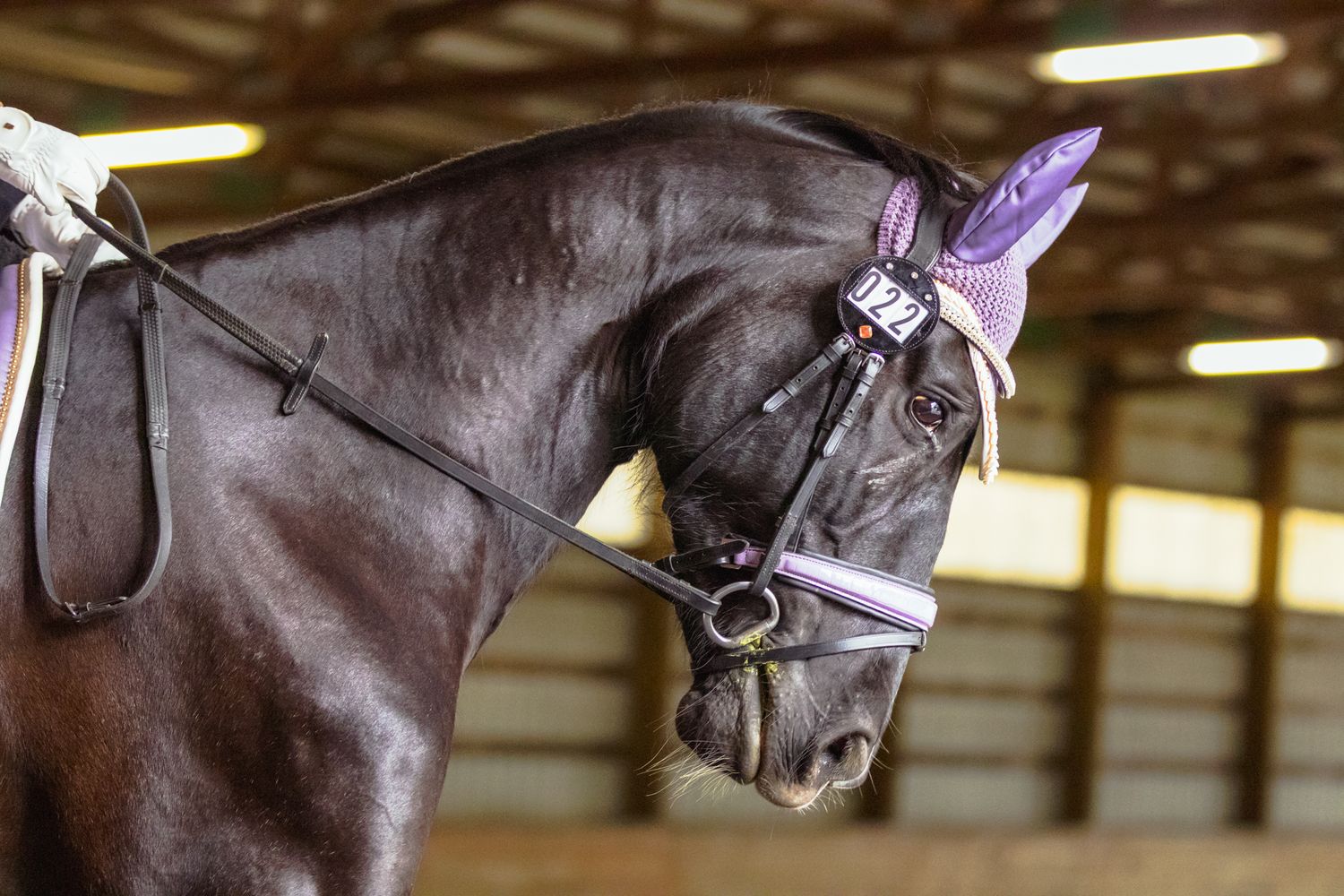 Horse show photography coverage showcasing a powerful black dressage horse and tack.