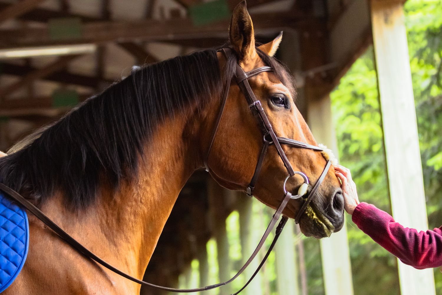A hand reaches up to pet the gentle head of a bay dressage horse.