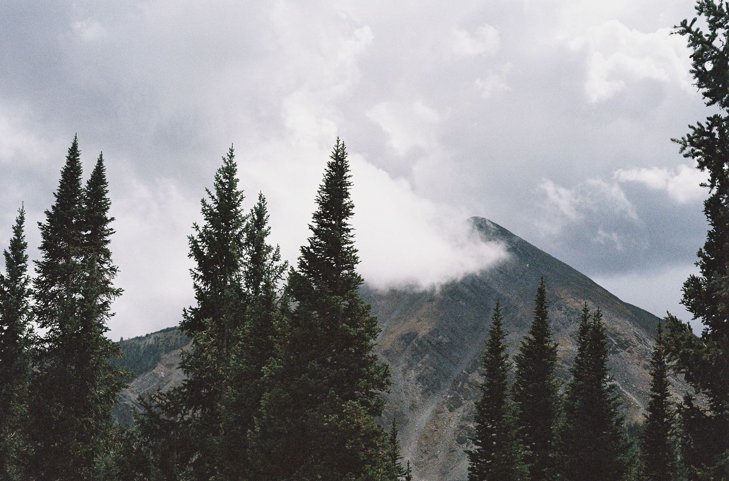 Tall evergreen trees frame a misty mountain peak shrouded in clouds on an overcast day.