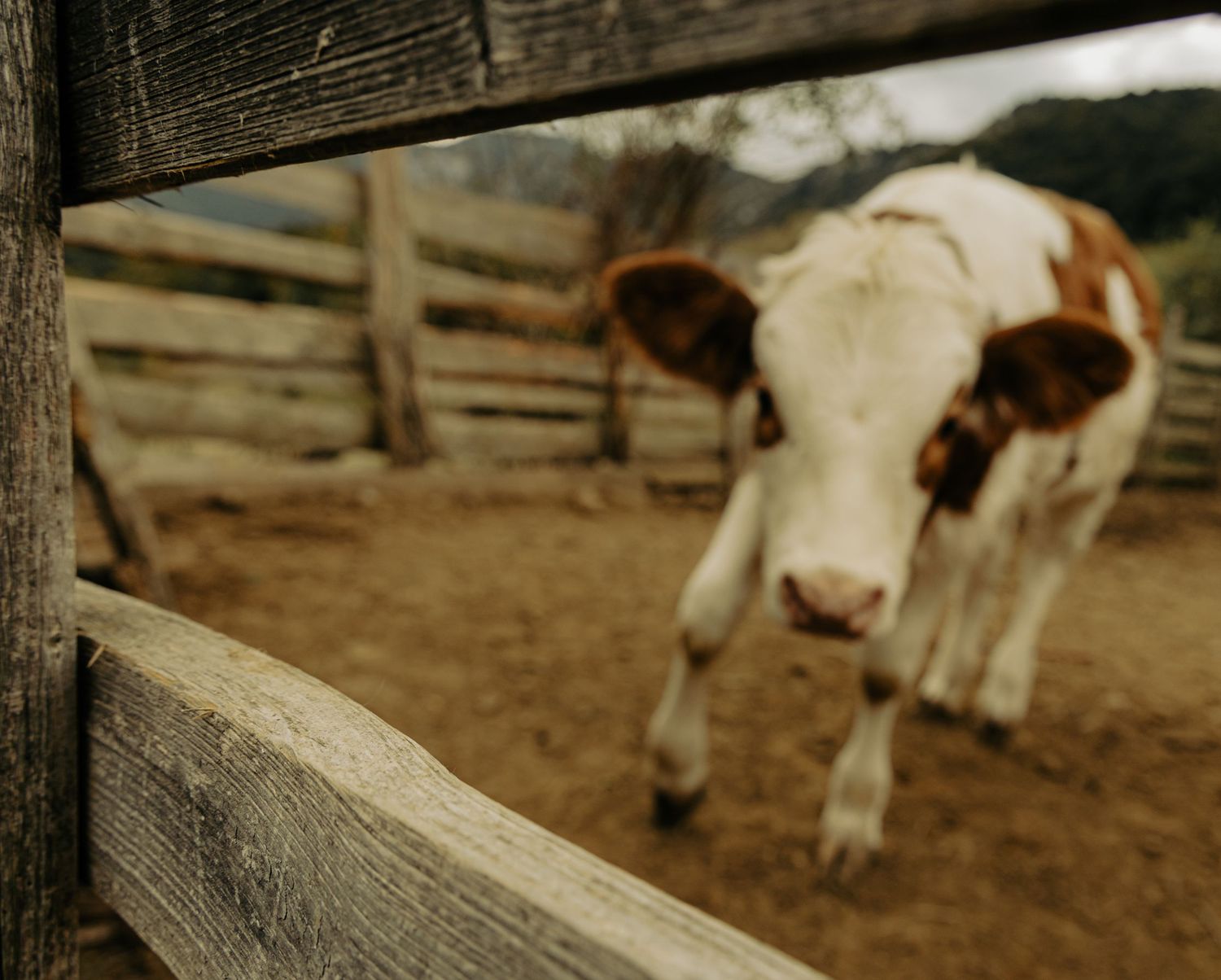cineamtic image of a cow