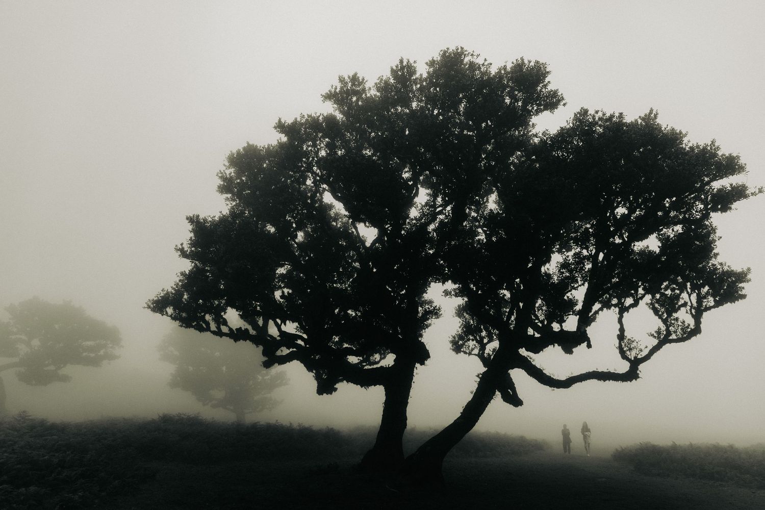 cinematic image of madeira by magda @pozik studio