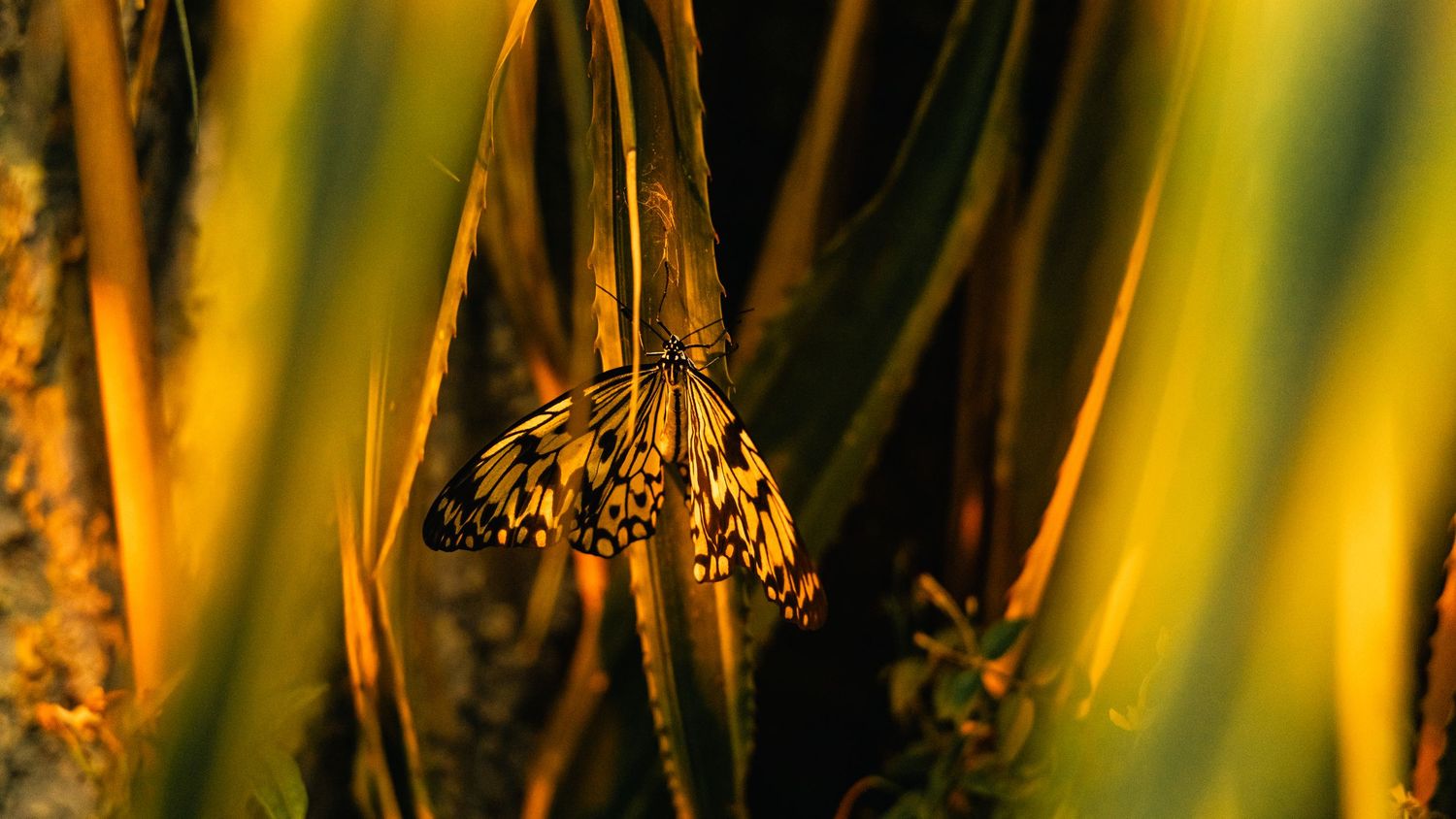 Cinematic image of a Butterfly. Natural light travel session by Pozik Studio in Vienna