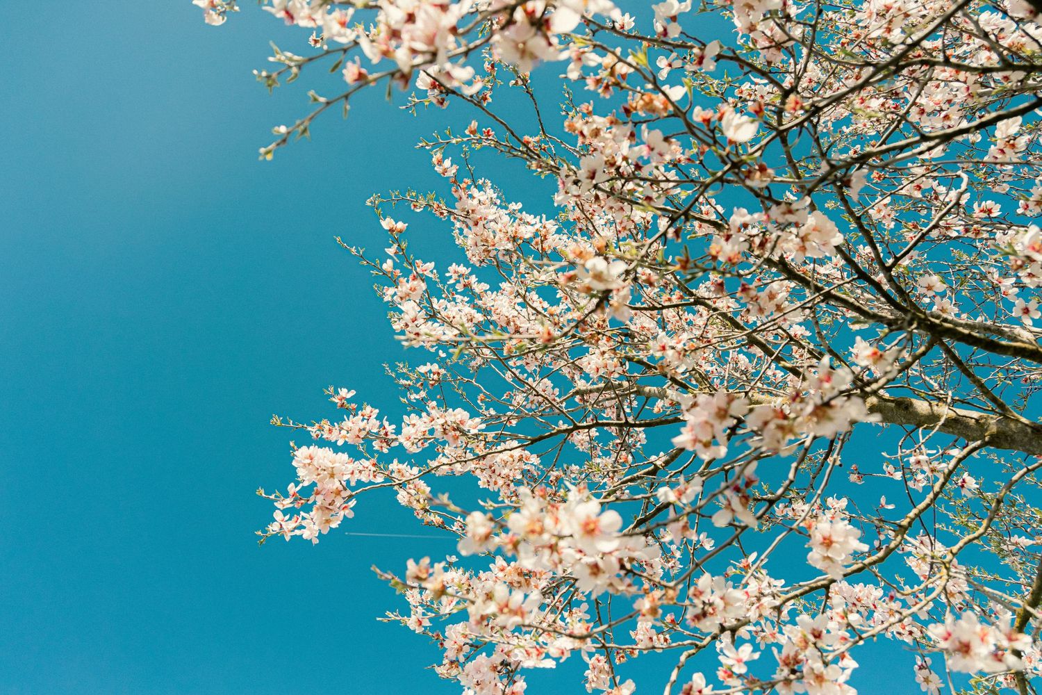 almond bloom shot by pozik studio