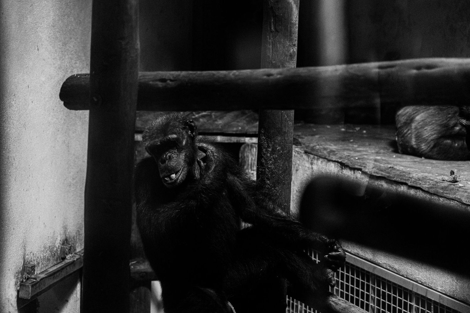 edtiorial  reportage style  phtoo of an animal at the zoo