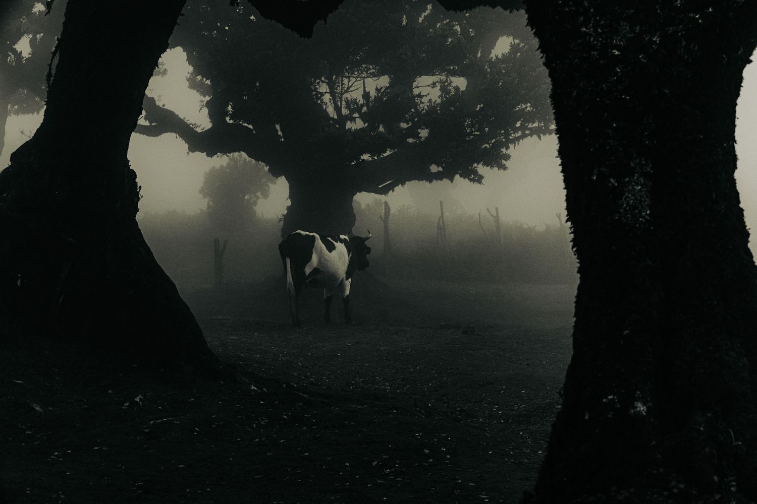 cinematic image of madeira by magda @pozik studio