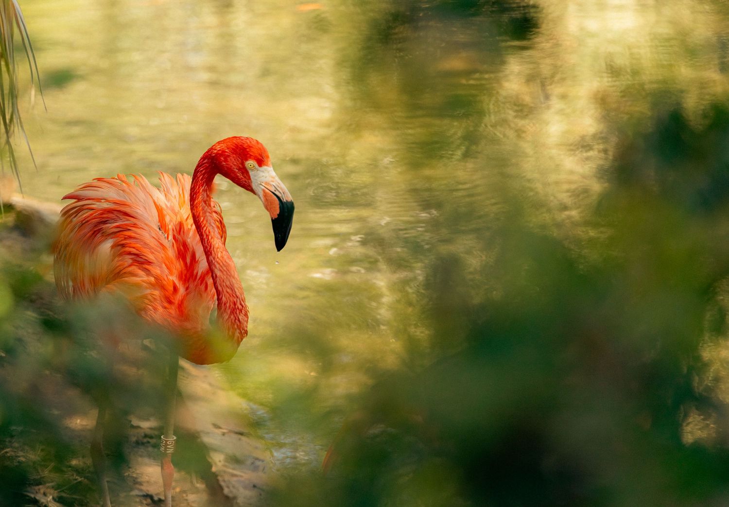 cinematic artistic image of a flamingo by magda