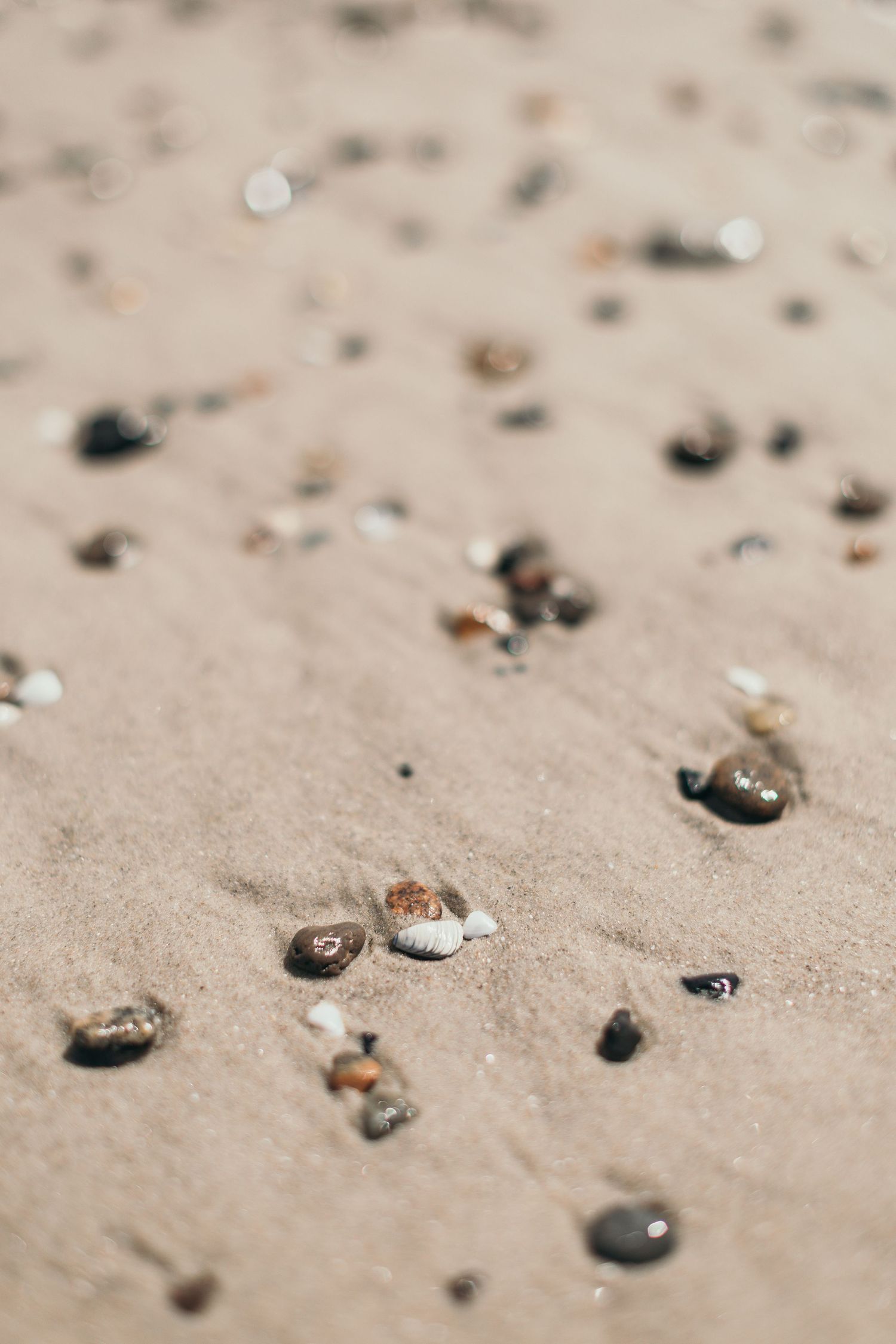 Close-up of wet sandy beach scattered with small shells and pebbles near the shoreline.