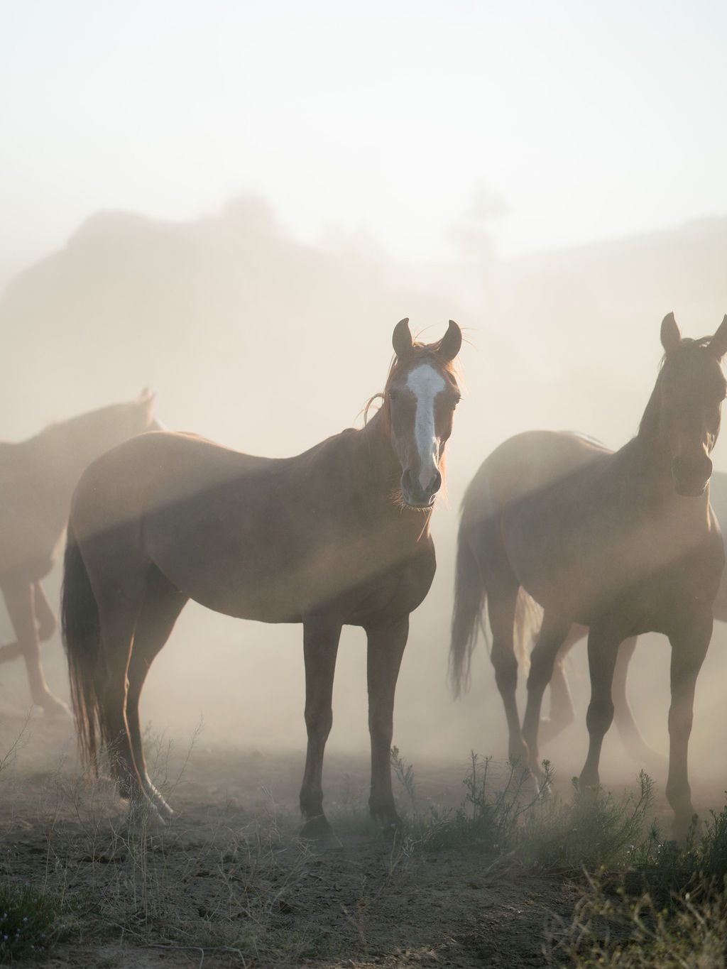 Silhouettes of wild horses standing in misty morning light against a mountain backdrop.